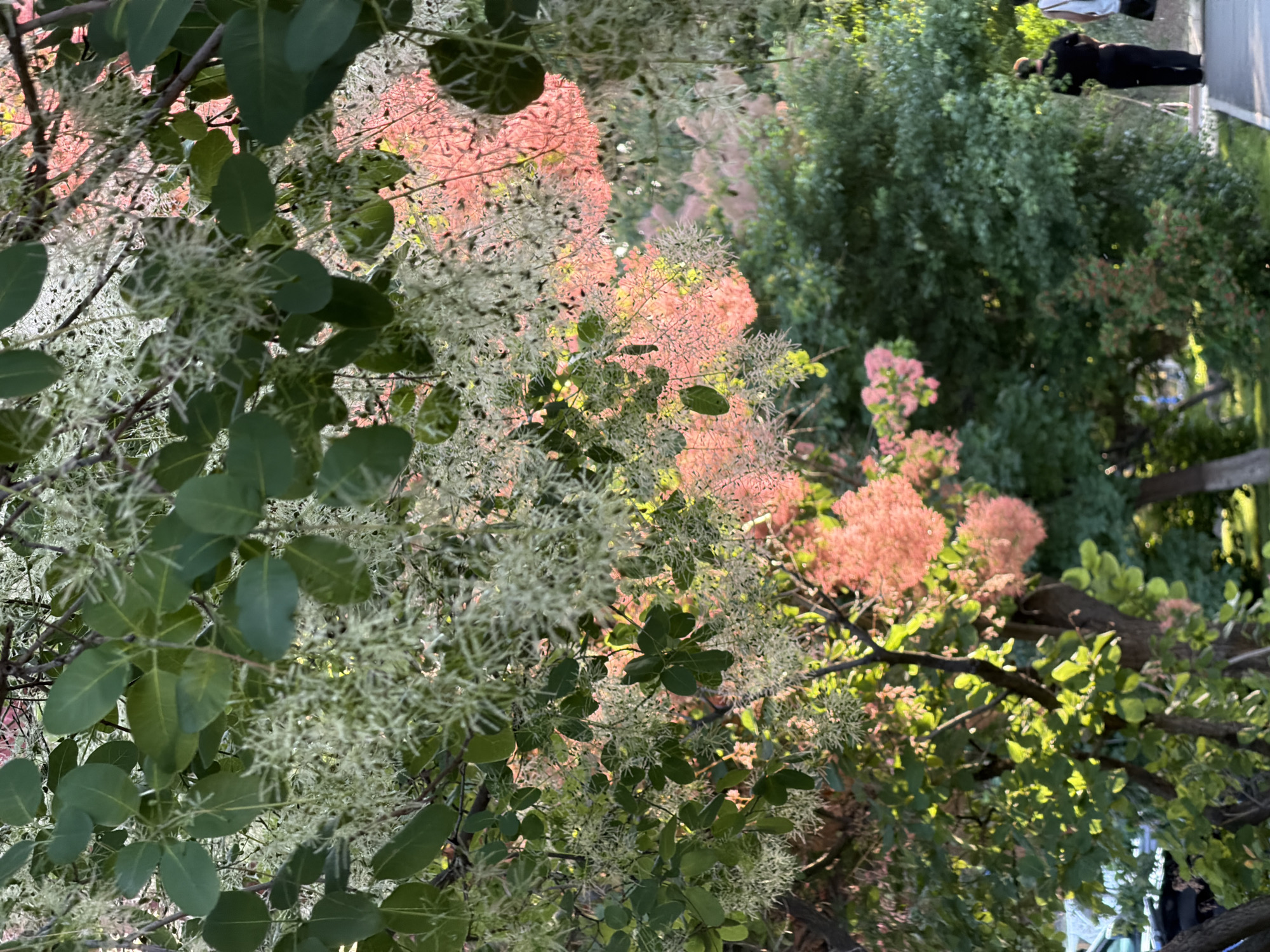 The image shows a tree in full bloom, likely a smoke tree (Cotinus), with both white and pinkish-red feathery flower clusters visible. The leaves are oval-shaped and green. Other trees and greenery are visible in the background, suggesting a park or garden setting. A blurry figure of a person, dressed in dark clothing and lying prone, is discernible in the far upper right. The image was likely taken outdoors in daylight, with some areas in shadow. Based on the prompt, it is located in Almaty, Kazakhstan.