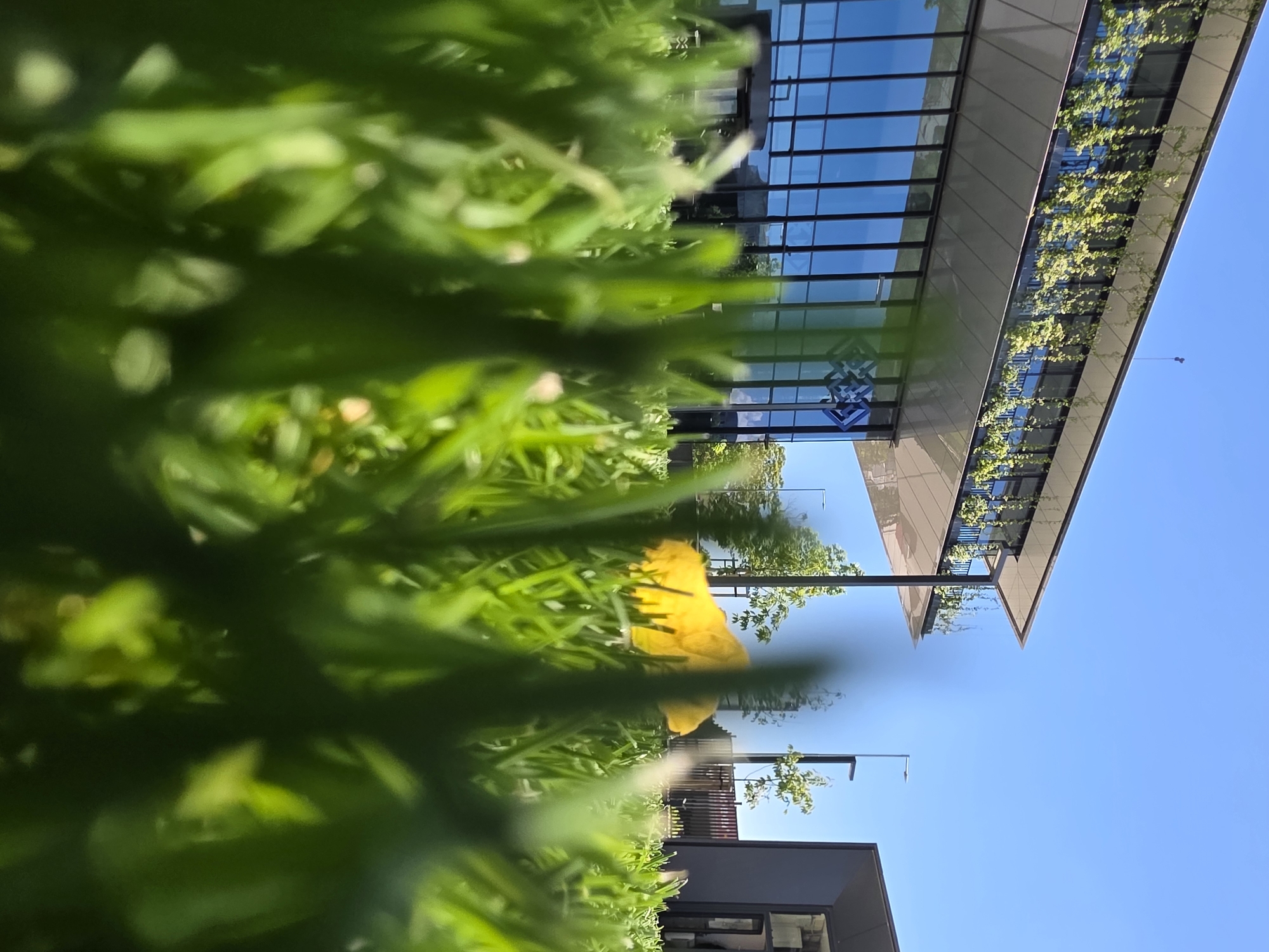 A low-angle shot, partially obscured by grass, features a modern building with glass windows and a blue sky above. The building has a geometric design and a facade with linear patterns. There's a visible yellow object amid the green vegetation in the foreground. In the background, a street scene includes buildings and streetlights. It is taken at the Plovdiv Plaza Mall.