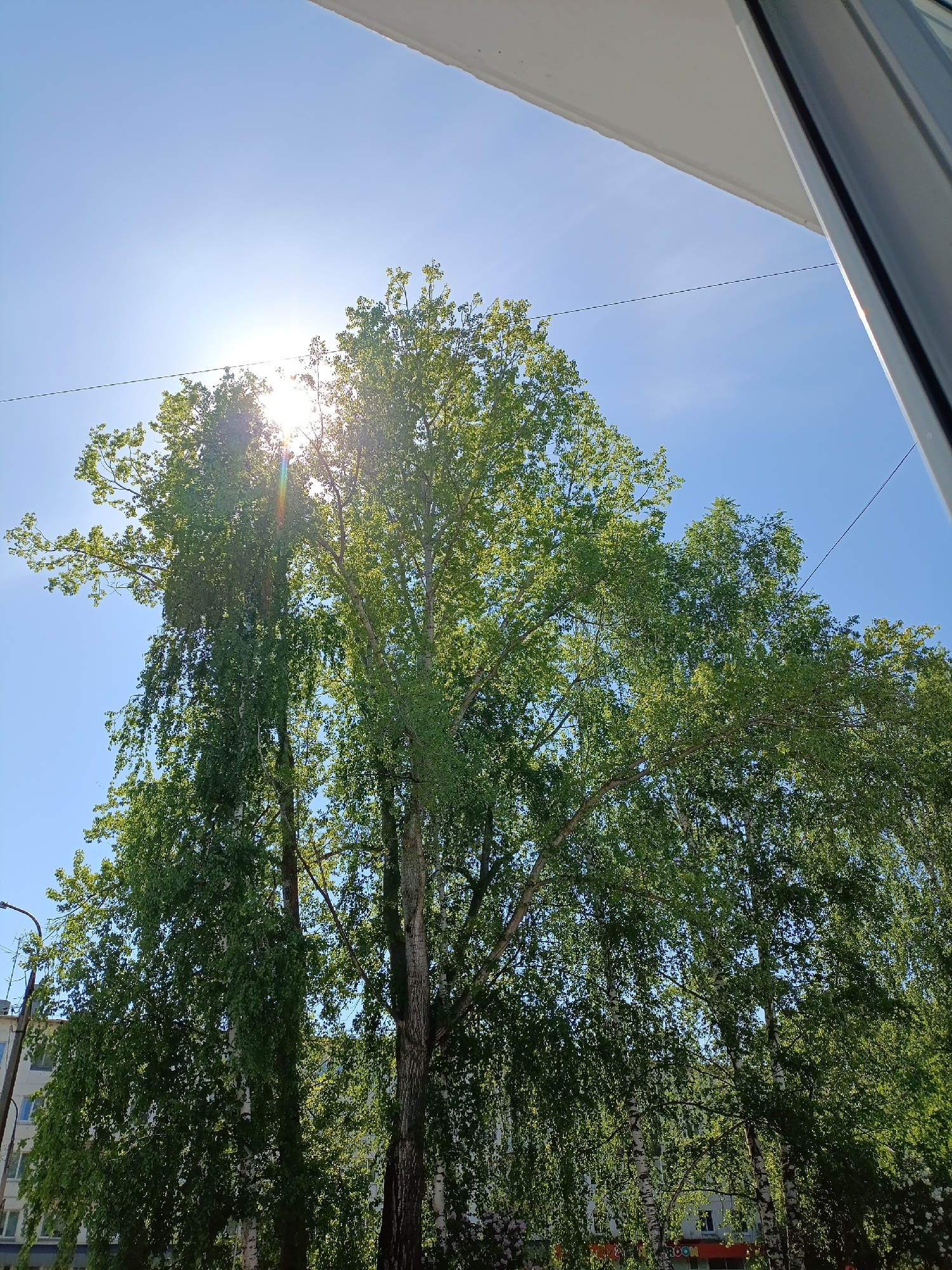 A low-angle shot captures a view of trees under a bright, sunny sky in Chaikovsky, Russia. The sun is positioned behind the trees, causing a lens flare. The trees appear to be birch, with their distinctive bark visible on the trunks. A utility wire stretches across the sky. The upper corner of a window frame is visible. In the background, several residential buildings are observed behind the trees.