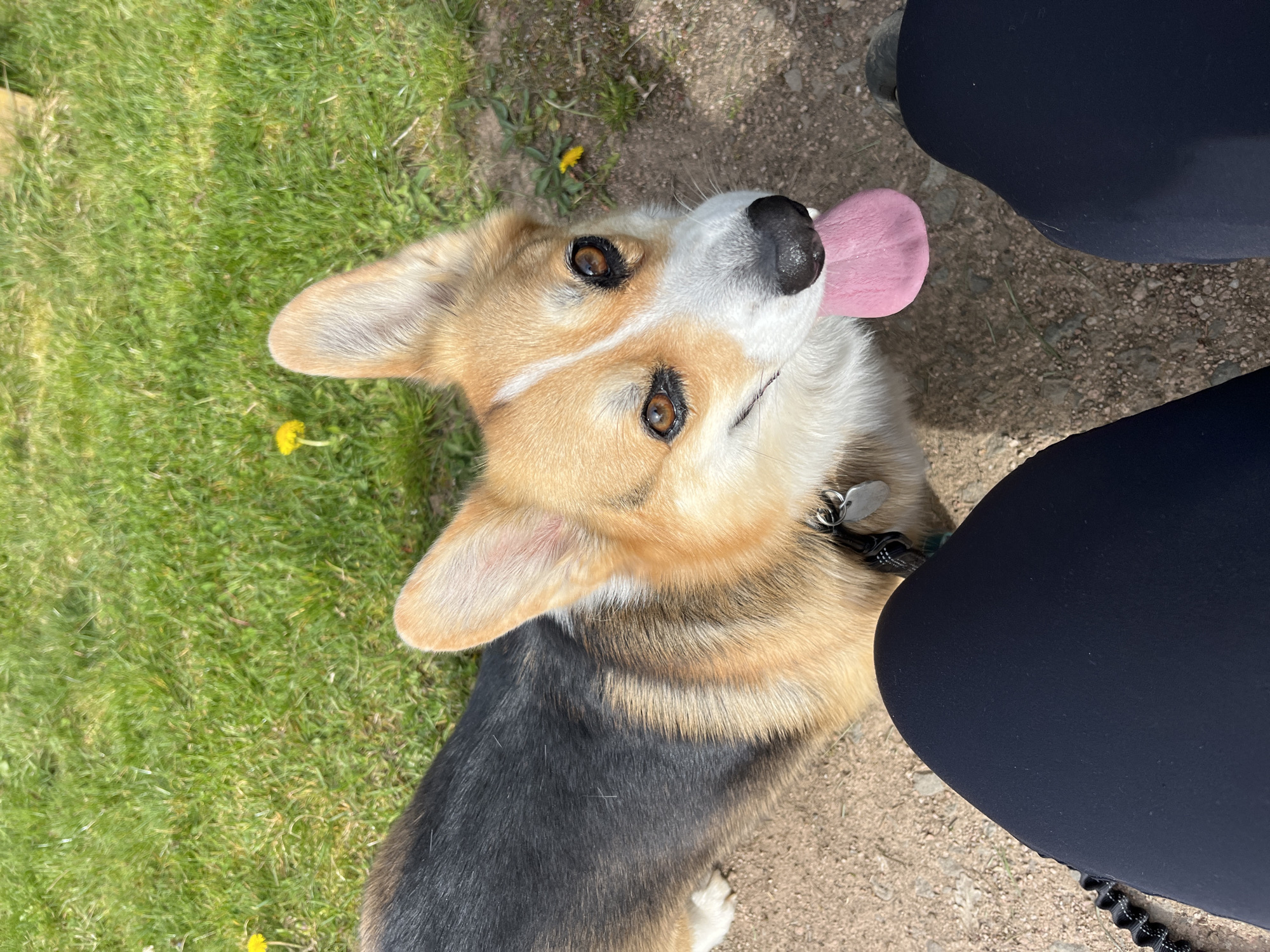 A medium shot shows a corgi dog looking up and to the left, its pink tongue sticking out. The dog has tan and white fur on its head and brown eyes. Its body is black with tan fur at the top of its back. It is wearing a collar and leash. The dog is standing on a dirt path next to a person wearing black leggings. To the left of the dog is grass with a few dandelions. The location is Finkenbach-Gersweiler, Germany.