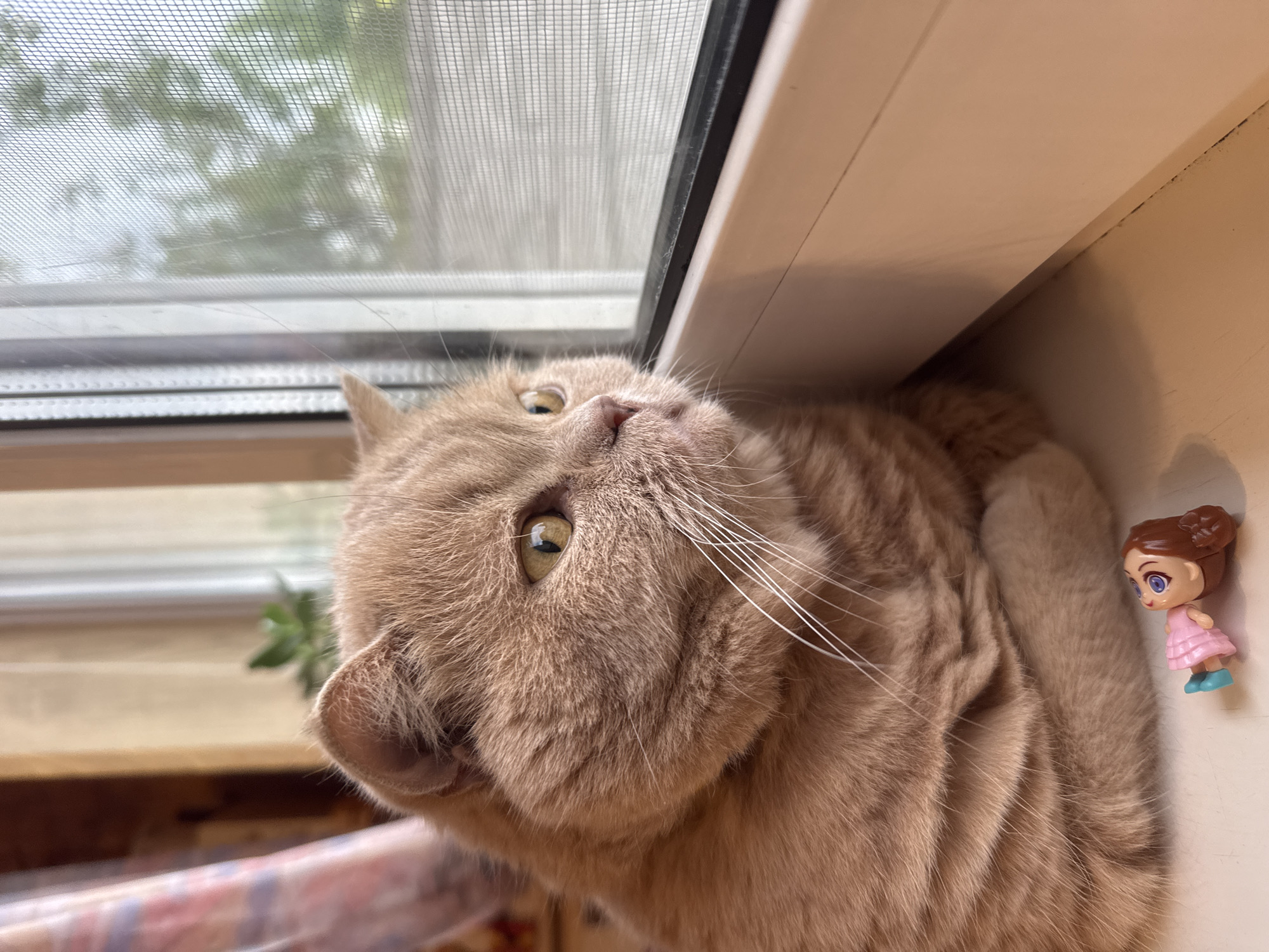 A medium shot, eye-level, indoor photograph shows a cream-colored cat sitting on a windowsill and looking out through a window screen. The cat is facing right, with its body partially visible from the side. Its front paws are tucked underneath its body. The cat's head is turned to the right, and its yellow eyes are focused on something outside. The cat's fur is short and appears to be soft. Its whiskers are long and white.
In the foreground, to the left of the cat's front paws, a small, pink doll with brown hair and blue eyes is lying on its side. The doll is wearing a pink dress and blue shoes.
The windowsill is white and appears to be made of plastic. The window behind the cat has a screen that is partially obscured by the cat's fur. Through the screen, blurred green trees and foliage can be seen, suggesting an outdoor environment. To the left of the window, a pink and white patterned curtain is visible. The background is out of focus, but it appears to be an indoor setting with some light-colored walls. The lighting suggests it is daytime.
