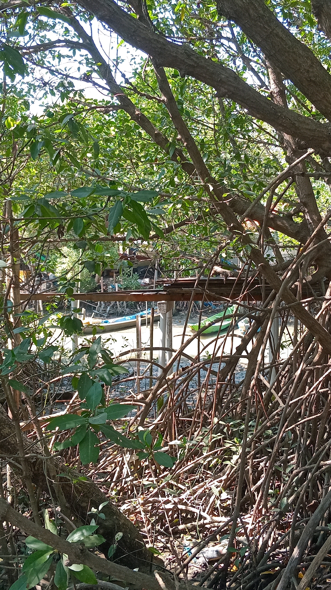 The image captures a section of a mangrove forest environment, with a narrow waterway visible in the background. The foreground is dominated by the intricate root systems and branches of mangrove trees, creating a dense, shaded canopy. Among the foliage, a blue and a green boat are partially visible on the water. A wooden structure, possibly a small pier or platform, is situated over the water. The overall scene is natural and appears to be in a rural or undeveloped area. The location is identified as Manyarsidorukun, Indonesia.