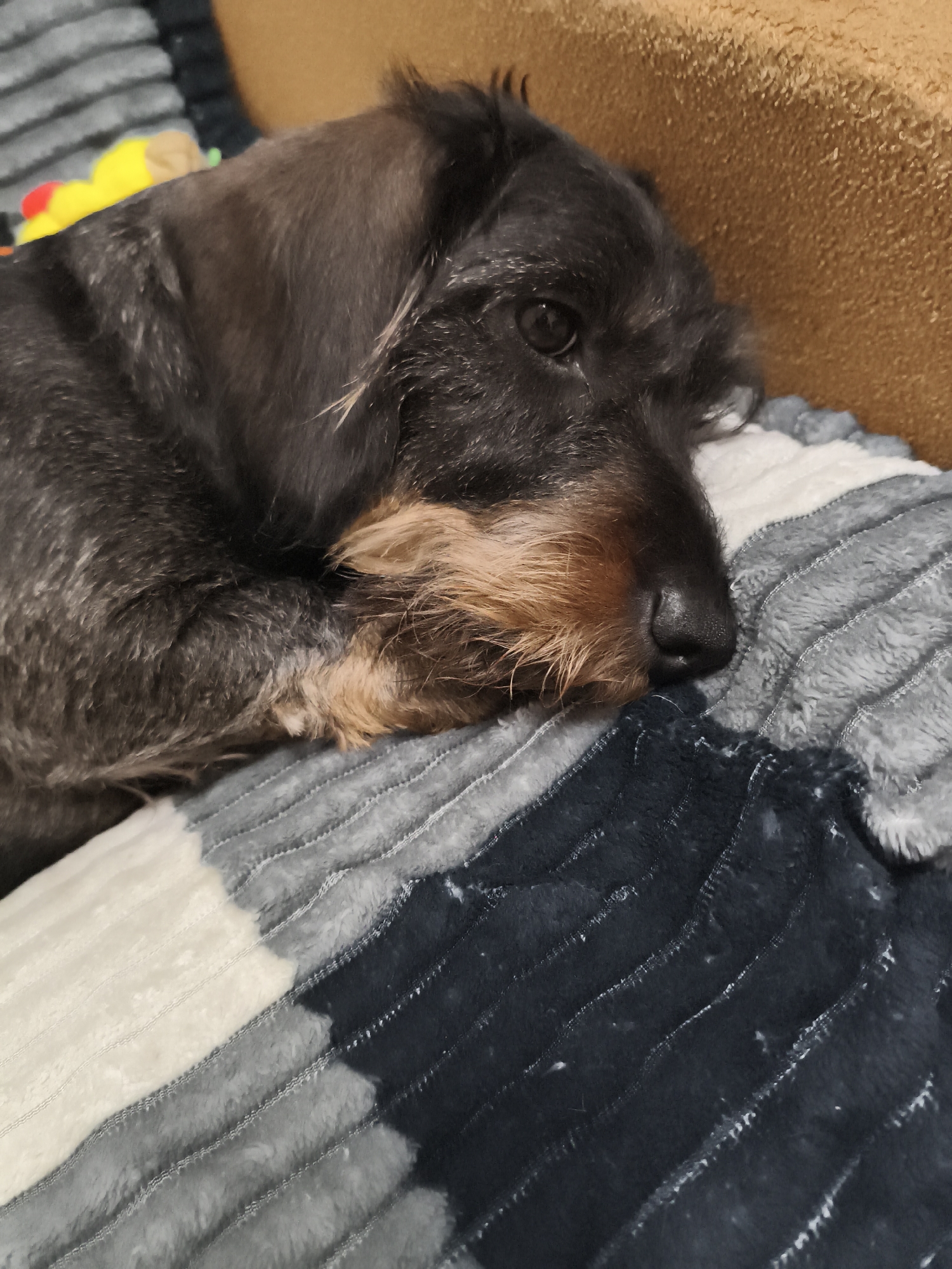 A close-up, side profile shot captures a wire-haired Dachshund dog resting its head on a plush, striped blanket. The dog's fur is a mix of dark brown and tan, with wiry textures evident. Its eyes are partially closed, conveying a sense of sleepiness or relaxation. The nose is dark and appears moist. The blanket beneath the dog features horizontal stripes of varying shades of gray, white, and dark blue, creating a textured and soft appearance. In the background, a fuzzy, light brown object, possibly part of a couch or cushion, is visible. A hint of a yellow and red toy is also peeking out from behind the dog's head on the left side of the frame. The lighting suggests an indoor setting, possibly in the late afternoon or evening, creating a cozy atmosphere. The overall mood is peaceful and serene, highlighting the dog's comfortable repose. There is no visible text in the image.