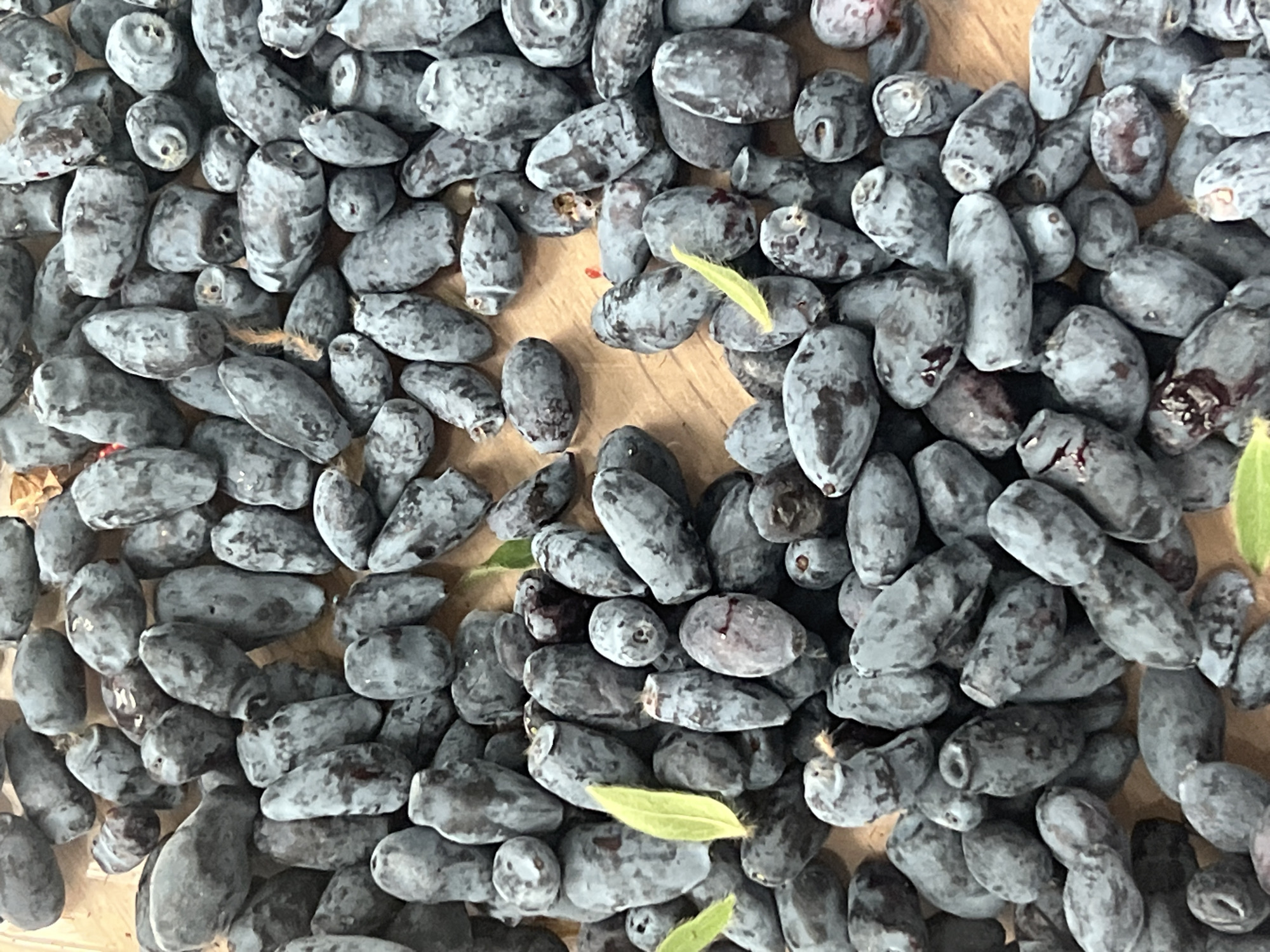 A close-up, overhead view of a pile of dark blue, oblong berries, possibly honeysuckle, is presented. The berries are scattered across a light-colored, wooden surface. Some berries have a slightly matte finish, while others appear shinier. The lighting is even, casting minimal shadows. Two small, light green leaves are visible amidst the berries, one near the top left and another near the bottom left. The image appears to be a still life, with no visible human presence or activity. The berries are the sole focus of the image, and their texture and color are clearly depicted. There is no indication of the location being in Votkinsk, Russia.