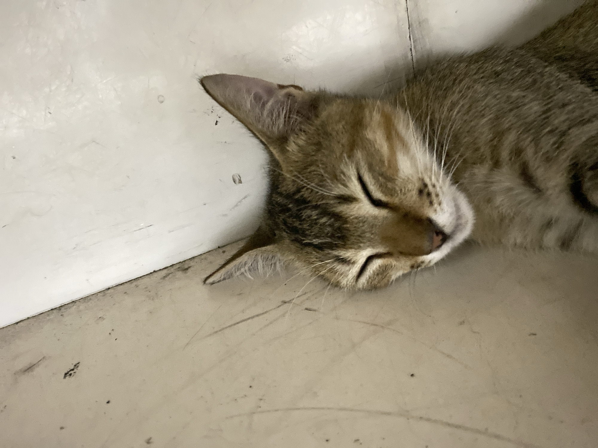 A tabby kitten is sleeping on a light-colored floor next to a white baseboard. The kitten is curled up with its eyes closed, and its ears are perked up. The floor appears to be made of tiles or linoleum and has some light scuff marks and a few small dark specks. The white baseboard runs along the left side of the image. The lighting suggests an indoor environment.