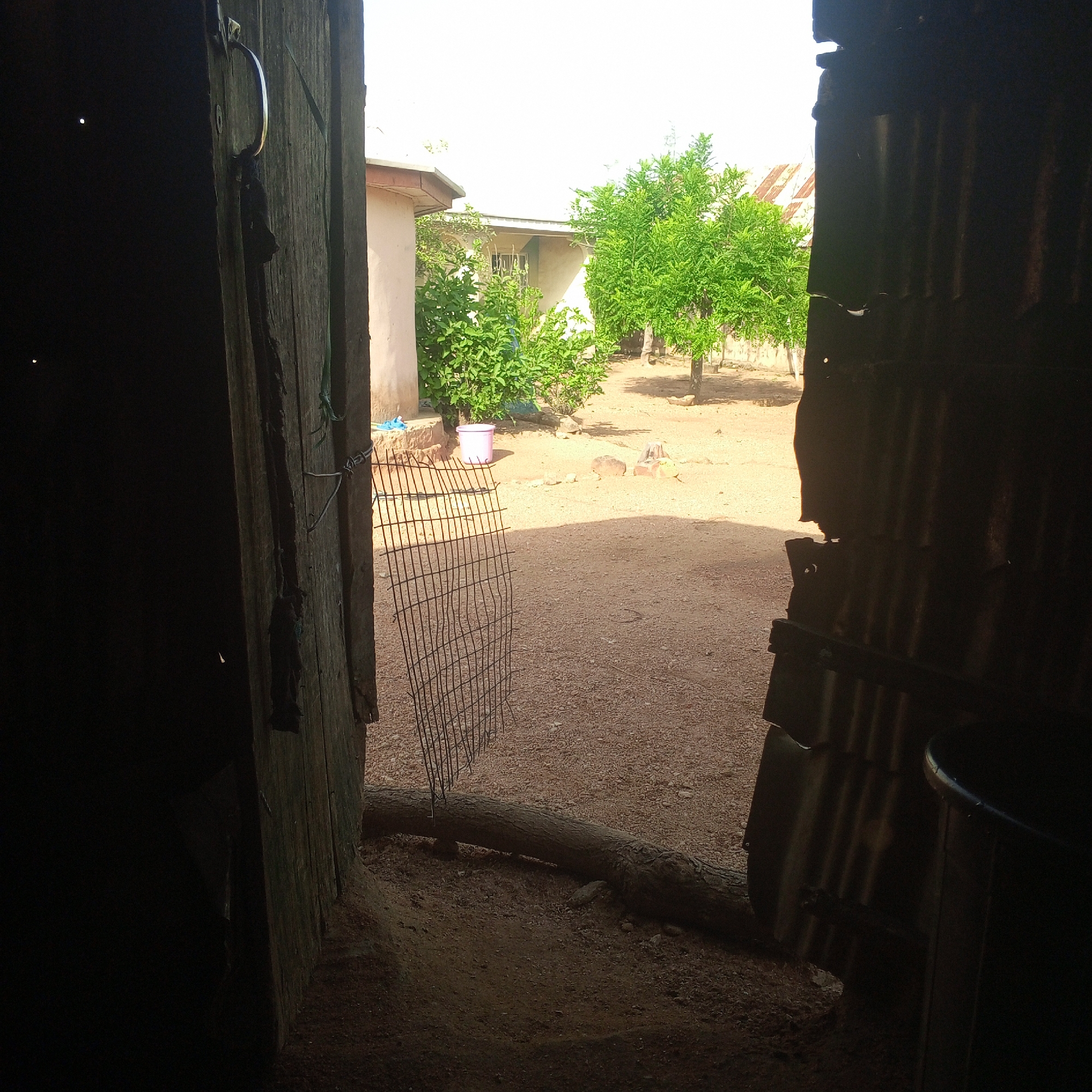 The image depicts an outdoor scene viewed from the interior of a dark, enclosed space, likely a dwelling or shed, looking out into a yard. The foreground is dominated by the rough, weathered wooden doorframe and a portion of a corrugated metal wall on the right, both casting deep shadows. A piece of wire mesh is attached to the doorframe, angled outwards. Beyond the immediate enclosure, the yard is covered in loose soil and gravel.
In the middle ground, a pale pink bucket sits on a raised earth embankment, next to some bushes. Further back, two trees with lush green foliage are visible, casting shadows on the ground. Behind the trees, a light-colored building with a sloped roof is partially visible. The sky above is bright and overcast, suggesting daytime. A fallen tree trunk lies on the ground in the foreground, bridging the gap between the enclosed space and the yard. The overall impression is of a simple, rural setting. The location is identified as Zinna, Nigeria.