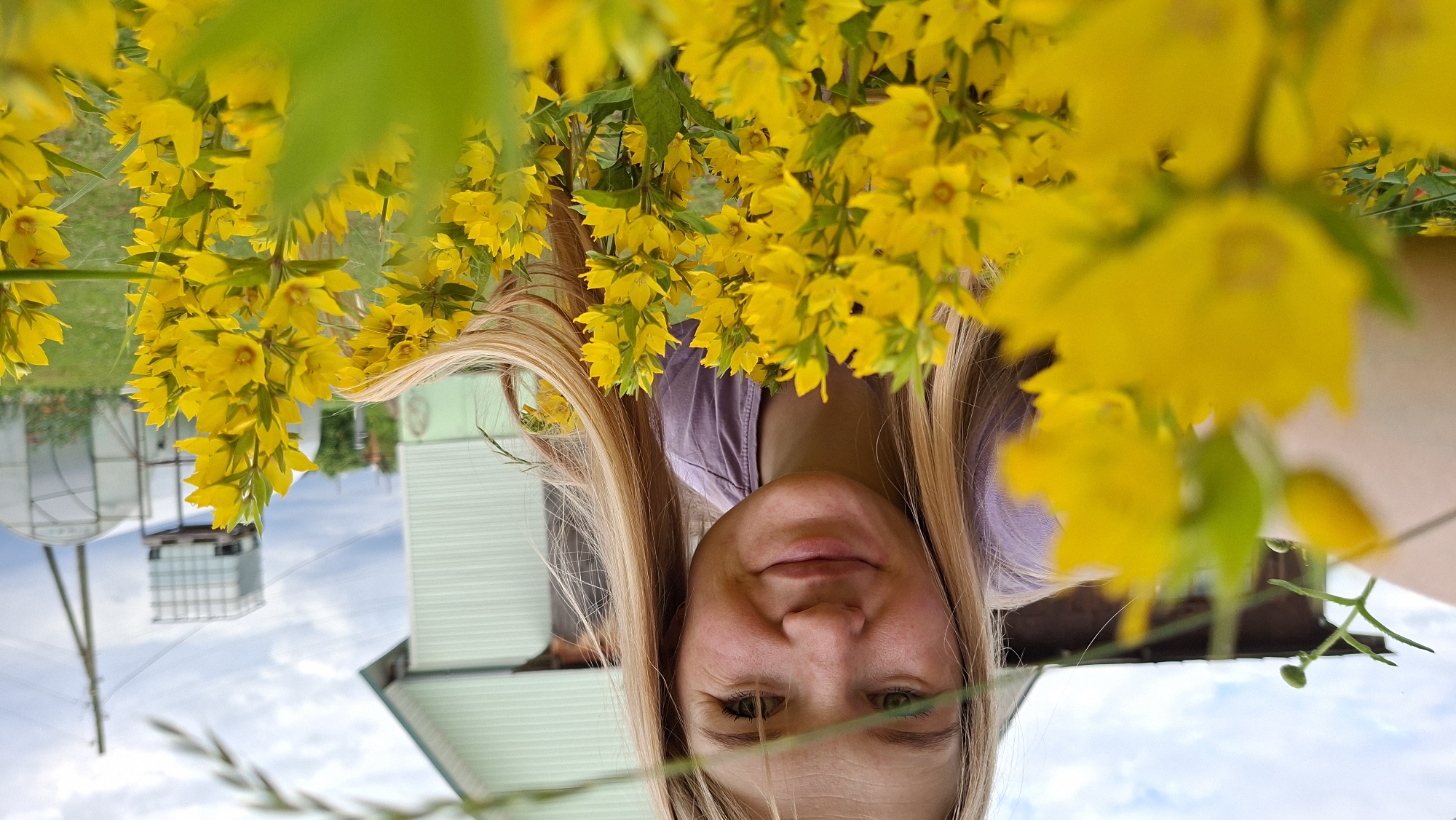 The image is a portrait of a woman taken outdoors in a garden setting, possibly in Большой Букор, Russia. The photo is inverted, with the woman's head appearing at the bottom of the frame and the sky and buildings at the top. She is smiling and looking at the camera, framed by a cascade of bright yellow flowers and green leaves. Her blonde hair is long and falls around her face. She is wearing a purple top.
In the background, a light-colored building with a green roof is visible, along with what appears to be a greenhouse or shed and a large industrial tank. The sky is partly cloudy, suggesting daytime. The overall impression is one of a pleasant, sunny day and a candid moment captured amidst nature. There is no visible text in the image.