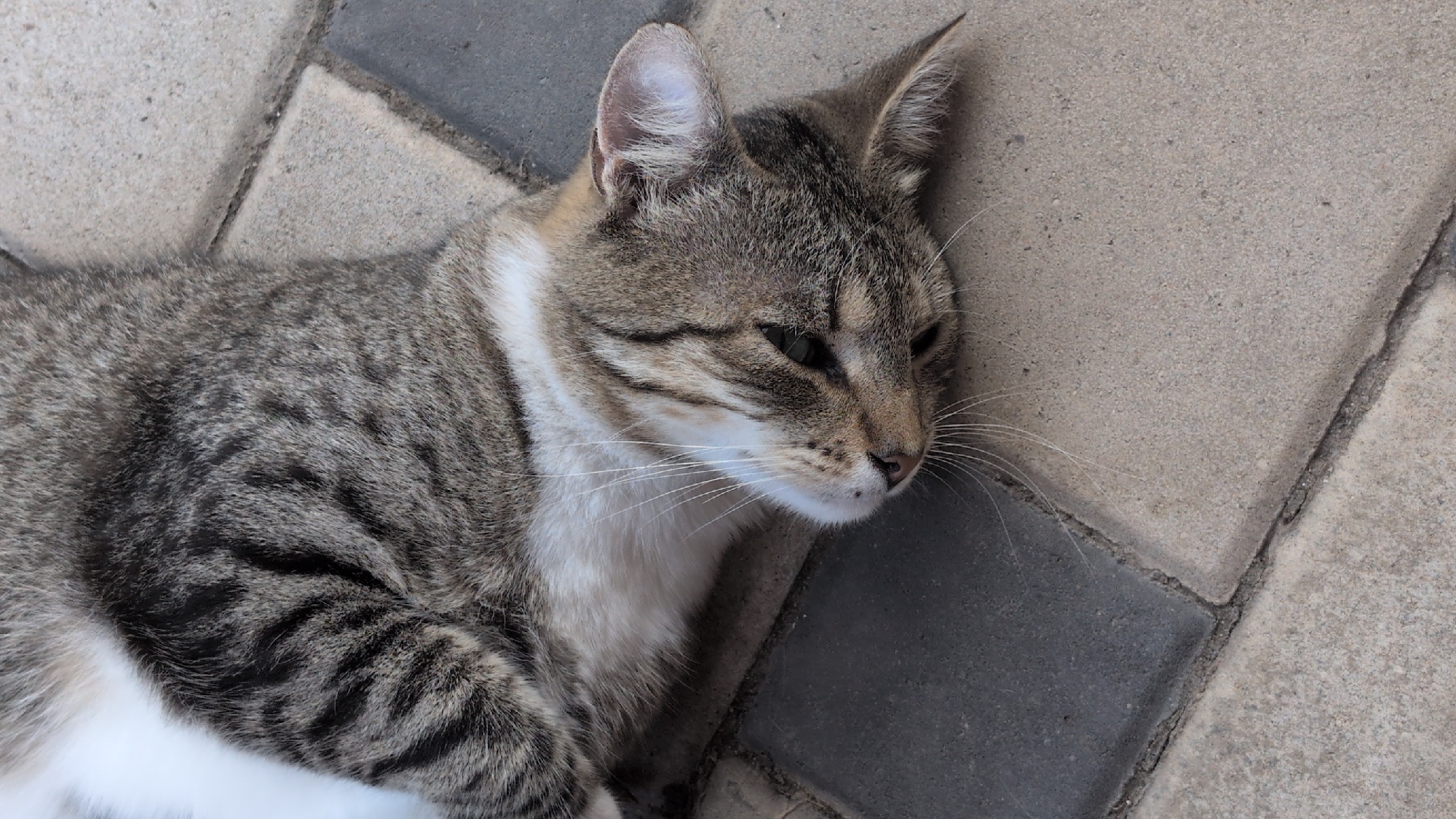 A tabby cat is lying on its back on a paved surface. The cat is predominantly gray with black stripes, and has a white chest and belly. Its eyes are closed, and its head is tilted to the side, with its whiskers visible. The paving stones are rectangular and are arranged in a pattern. The scene is outdoors, with no specific indication of the city of Izmail, Ukraine.