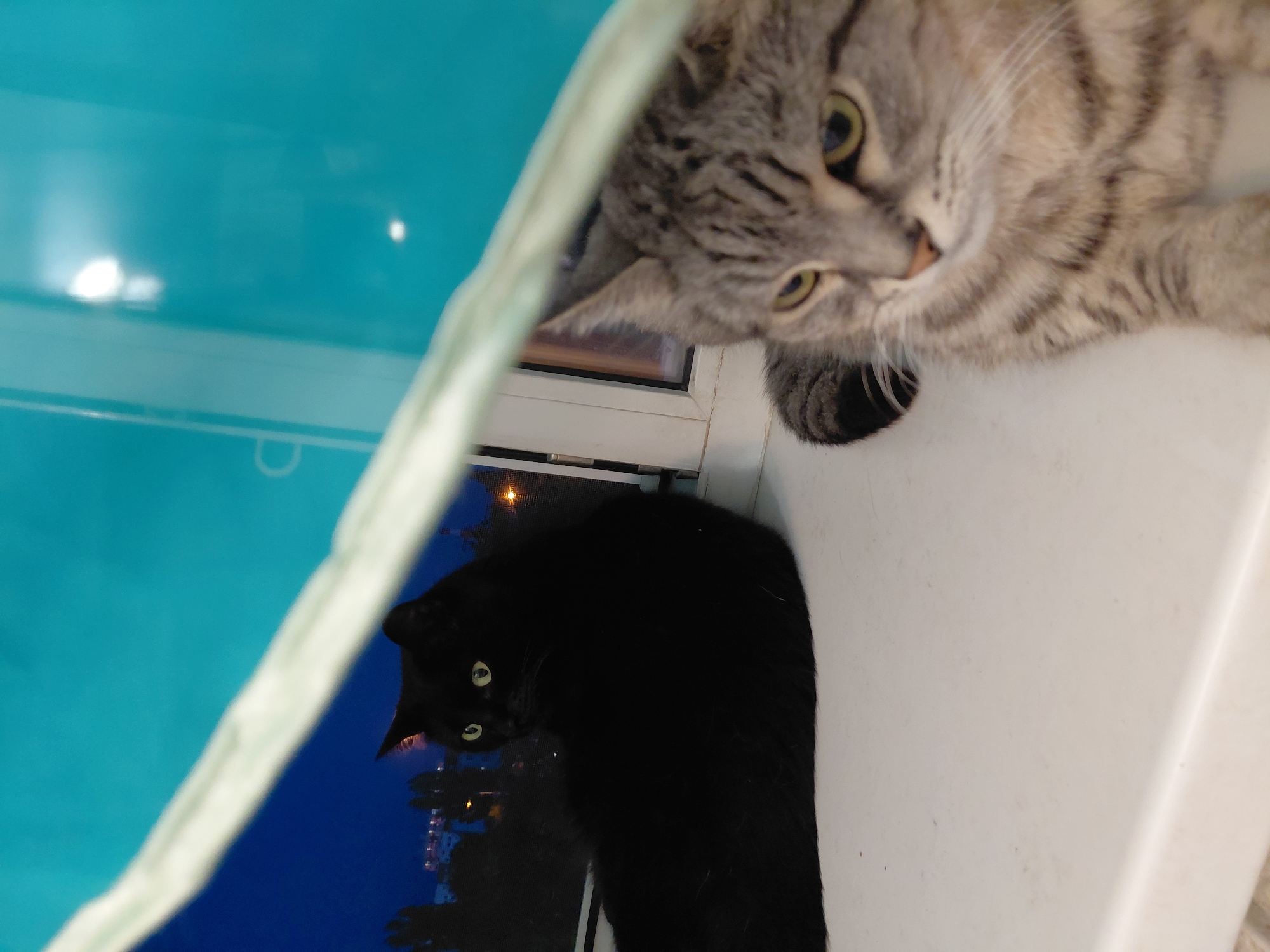 Two domestic cats are positioned on a white windowsill. A black cat is on the left, facing left, with yellow eyes. A tabby cat is on the right, facing forward, with yellow eyes. The cats are in the foreground. In the background, there is a blue wall and a window showing a night view of the city of Volgograd, Russia. The city lights and buildings are visible in the distance. A green object is draped across the middle of the image, obscuring part of the cats and the background.
