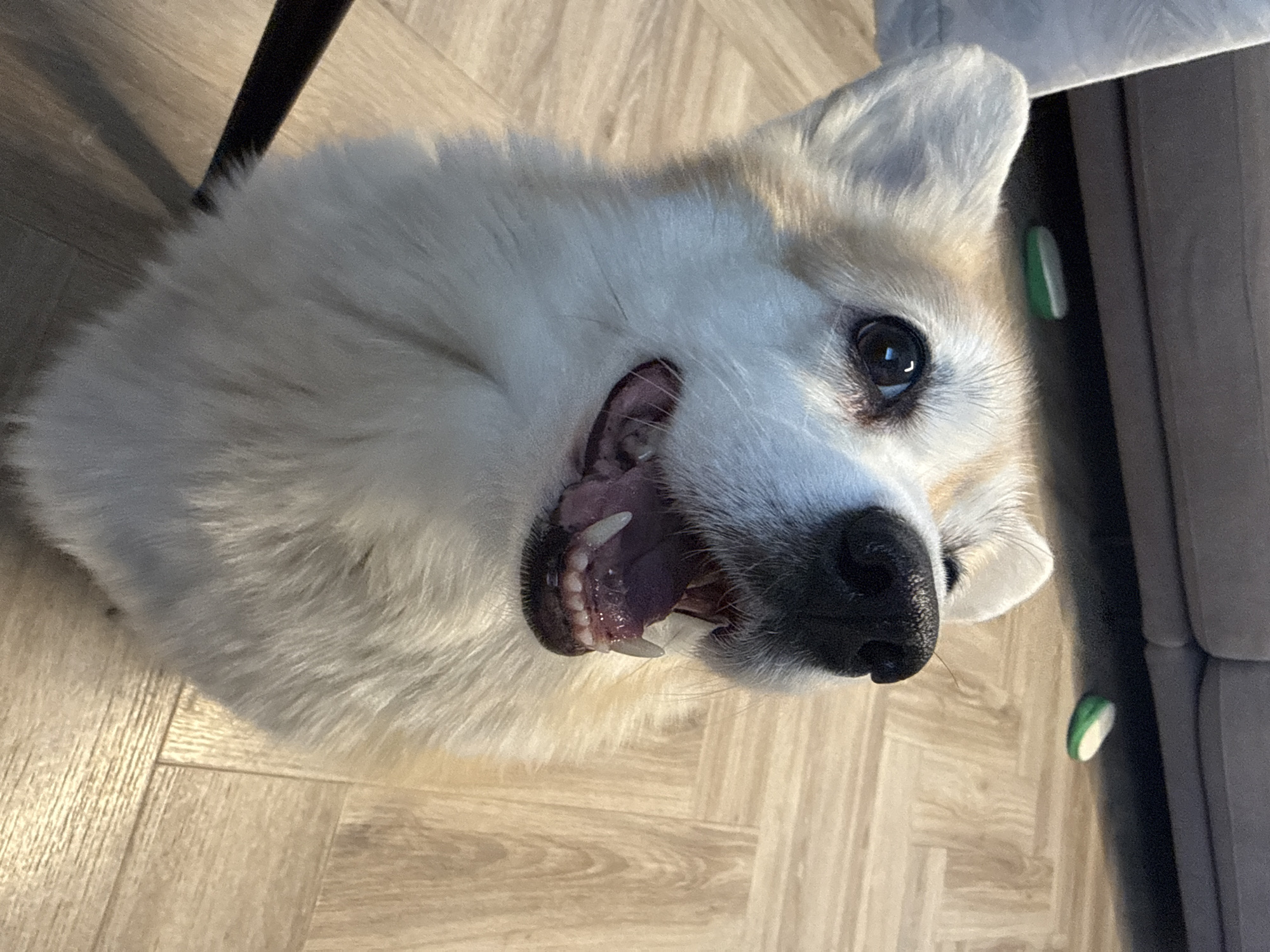 A fluffy, light-colored dog with a black nose and visible teeth lies on a wood-patterned floor. The dog is positioned in a way that its head is tilted upwards towards the camera. A black chair leg is visible in the upper left corner, and a gray sofa with green decorative objects is present on the right. The scene appears to be indoors. The location in the city of Krasnoyarsk, Russia is unknown.