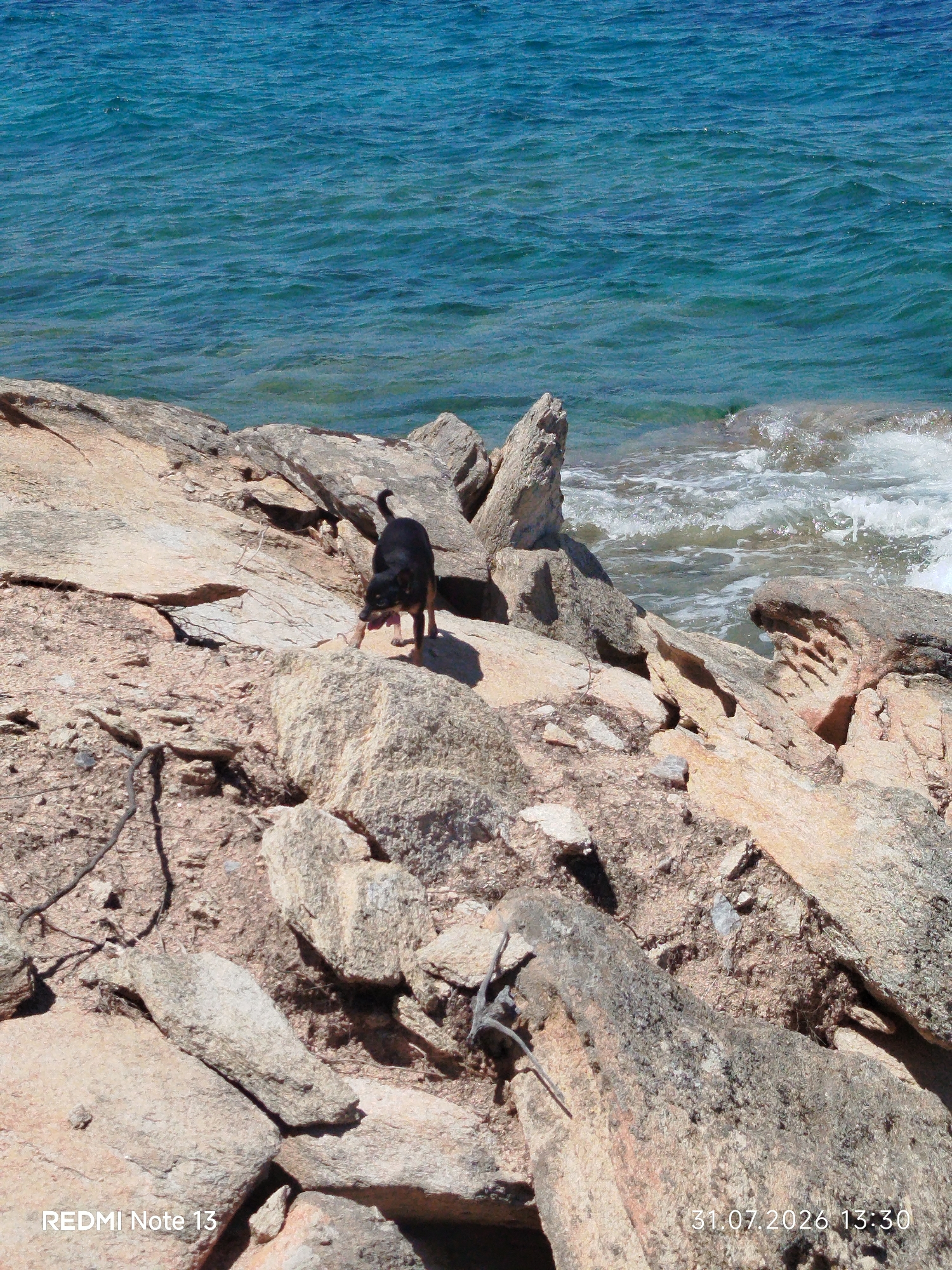 In the city of Sithonia Municipal Unit, Greece, on a rocky coastline, a small black and tan dog is walking on the stones near the sea. The dog is facing towards the water with its tongue hanging out. The sea is a vibrant blue with white waves breaking against the shore. The terrain is rough and uneven, with many large rocks and pebbles. The sky is clear and blue. A timestamp "31.07.2026 13:30" is visible in the bottom right corner, along with "REDMI Note 13" in the bottom left.