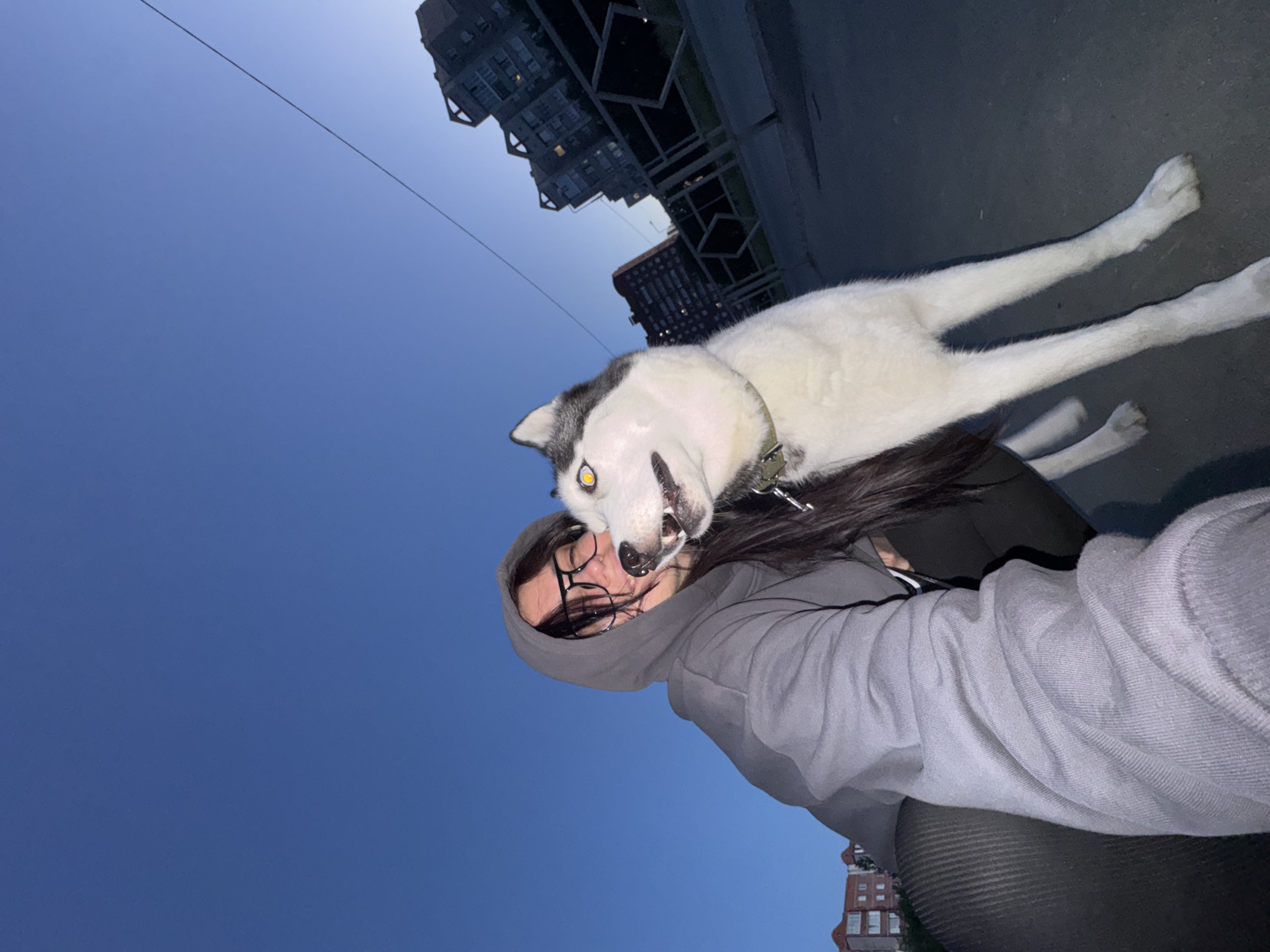 The image captures a person and a dog sharing a playful moment outdoors during twilight. The central subjects are a person, likely a woman with long dark hair and glasses, wearing a grey hooded sweatshirt and dark pants, and a white and black Siberian Husky dog. The person is smiling faintly and appears to be holding or embracing the dog. The husky is positioned close to the person's head, looking directly at the camera with its mouth open in an animated, possibly excited or playful expression. Its distinctive yellow eyes glow prominently, likely due to flash reflection.
The setting is an urban or suburban area, indicated by dark, multi-storied buildings in the background that appear to be residential or commercial structures. The ground beneath the subjects is a dark, paved surface. The sky, visible above the subjects and buildings, is a striking deep blue, suggesting the time of day is either dusk or dawn, with ample ambient light but no direct sunlight. A thin wire or power line stretches across the clear sky. No visible text is present in the image. The overall impression is one of affection and companionship.