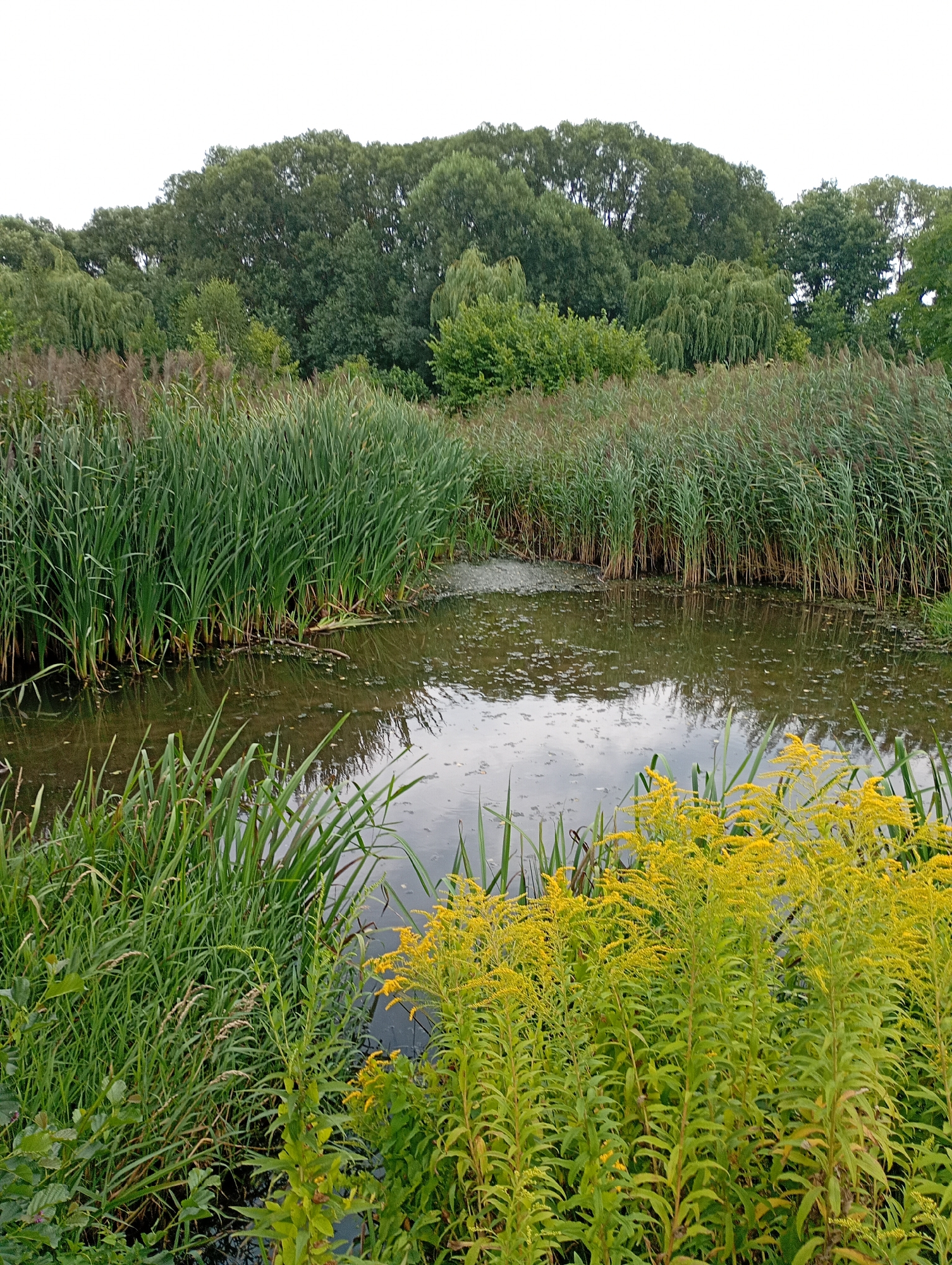 The image depicts a serene natural scene featuring a calm body of water surrounded by dense vegetation. In the foreground, tall green reeds and bright yellow wildflowers are prominent, lining the edge of the water. The water itself is dark and reflective, with scattered lily pads and debris on its surface. Behind the reeds, a dense line of trees forms the background, creating a lush, green backdrop against an overcast sky.
This scene appears to be located in the Planty Park (Park Planty) in Białystok, Poland. Planty Park is a significant urban green space known for its walking paths, ponds, and diverse flora, which aligns with the elements captured in the photograph. The park's design often includes naturalistic water features and abundant plantings of reeds and various flowering plants, creating an environment similar to the one depicted.