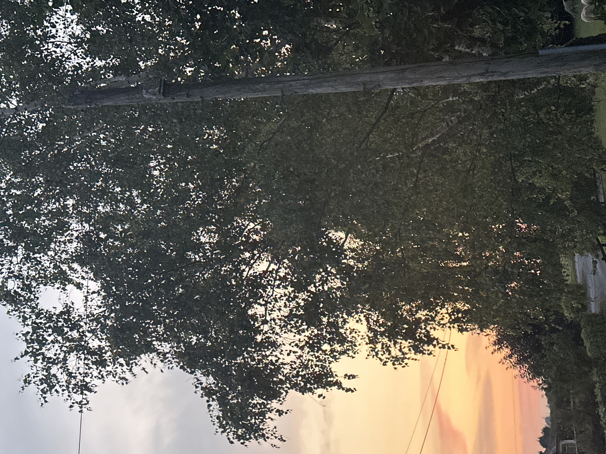 The image depicts an outdoor scene with a large tree in the foreground, silhouetted against a twilight sky. A wooden utility pole stands to the right of the tree. The sky exhibits a gradient of colors, from pale gray at the top to hues of orange and pink near the horizon, suggesting sunset or sunrise. The leaves of the tree are dense, obscuring much of the sky and background. In the lower left portion of the image, a glimpse of a house and some vegetation is visible. The overall atmosphere is serene. The specific location within Moortown, Ireland, is not discernible from the visual information provided.