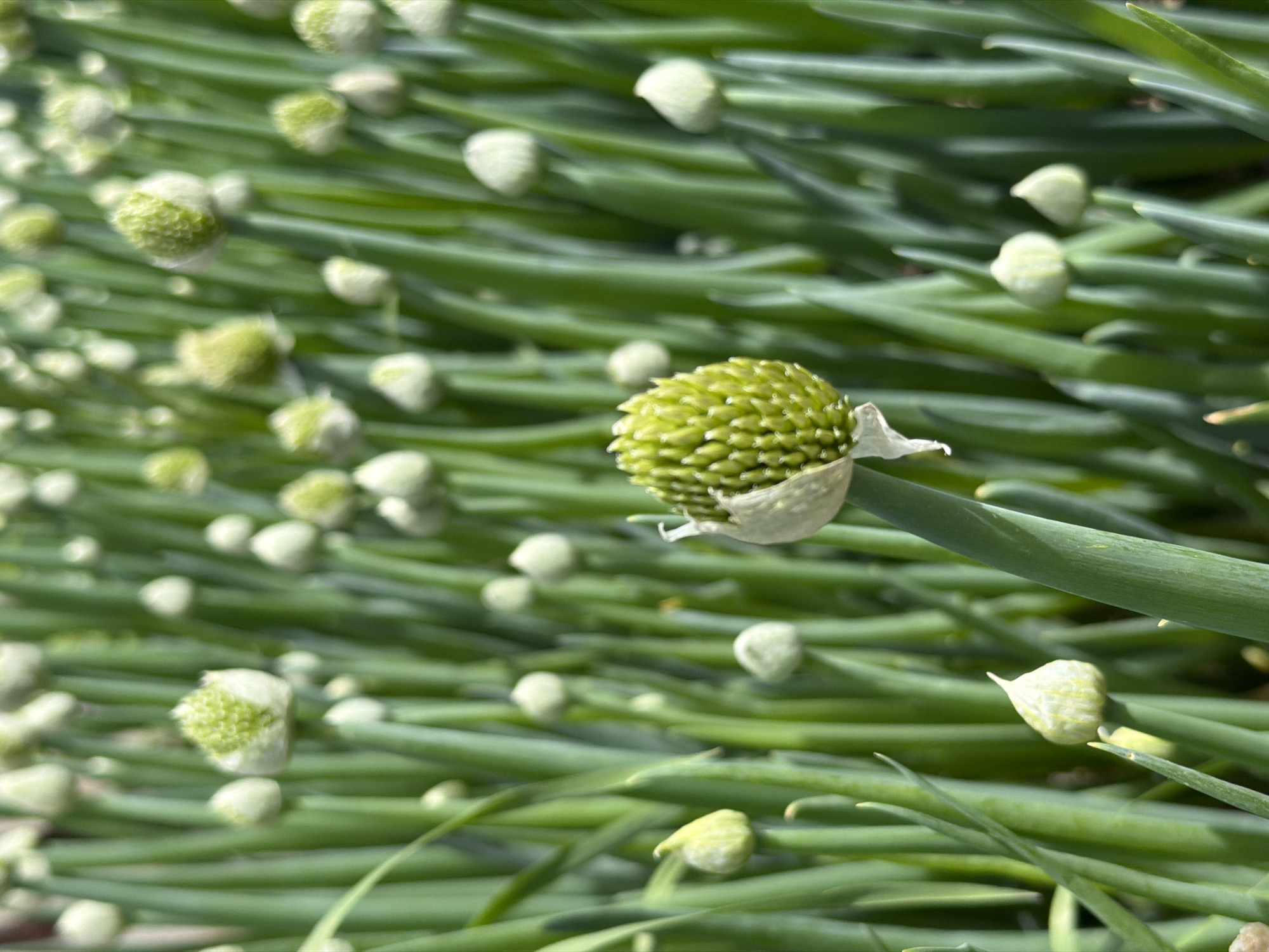 The image shows a close-up view of a field of young onion plants, likely in the flowering stage, with some buds beginning to form. The plants are vibrant green and appear to be growing in a dense cluster. The focus is on a few of the plants, with the foreground featuring a partially opened flower bud with a green, spiky structure. The background is softly blurred, showing many more onion plants in various stages of development. The scene suggests a natural or agricultural setting, possibly a garden or a farm. No people or specific landmarks of Shimanovsk, Russia are visible in the image.