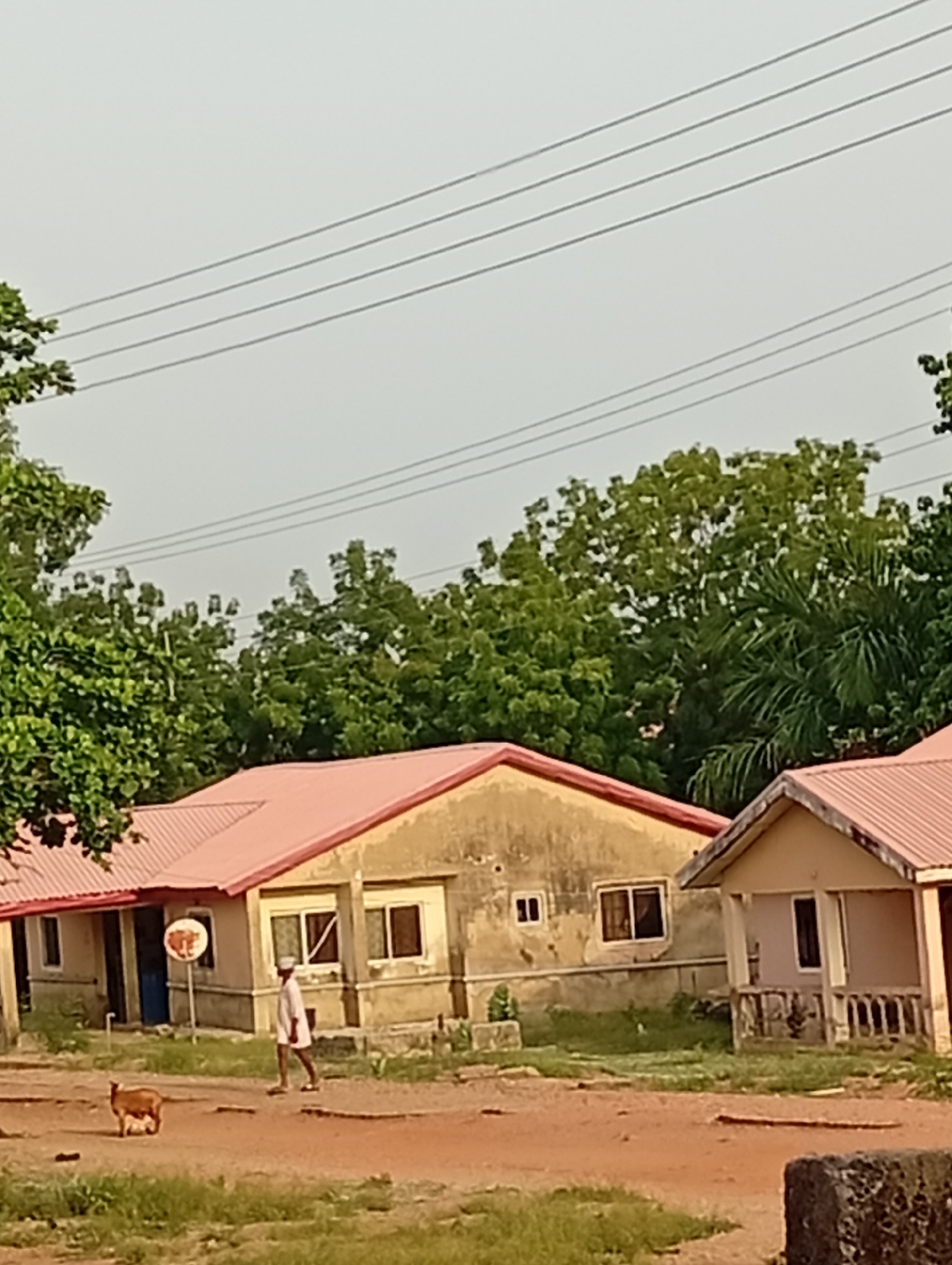 The image captures a sunlit, outdoor scene in what appears to be a rural or semi-urban neighborhood in Adankolo, Nigeria. The setting features several single-story houses with distinctive reddish-orange corrugated metal roofs. Their walls are a light brown or beige, showing signs of weathering. The ground is predominantly reddish-brown earth, interspersed with patches of green grass and scattered vegetation.
In the foreground, an adult male walks from left to right across the dusty ground. He is dressed in light-colored clothing, possibly a white shirt and trousers, and sandals. Near him, to the left, stands a light brown animal that appears to be a goat or a small cow.
The central house in the image has multiple rectangular windows and a blue door. A round sign, with what looks like an abstract or animal outline (possibly a cow or goat head) within a circle, is attached to a pole in front of this house. Other houses are partially visible on either side, one with a small porch on the right.
The background is filled with lush green trees, suggesting a verdant environment. Above the trees, power lines stretch across a clear, pale sky, indicating good weather. The overall lighting suggests it is either late morning or early afternoon. The scene depicts a casual, everyday moment, with no specific event or intense activity taking place. No discernible text is clearly visible on any of the objects.