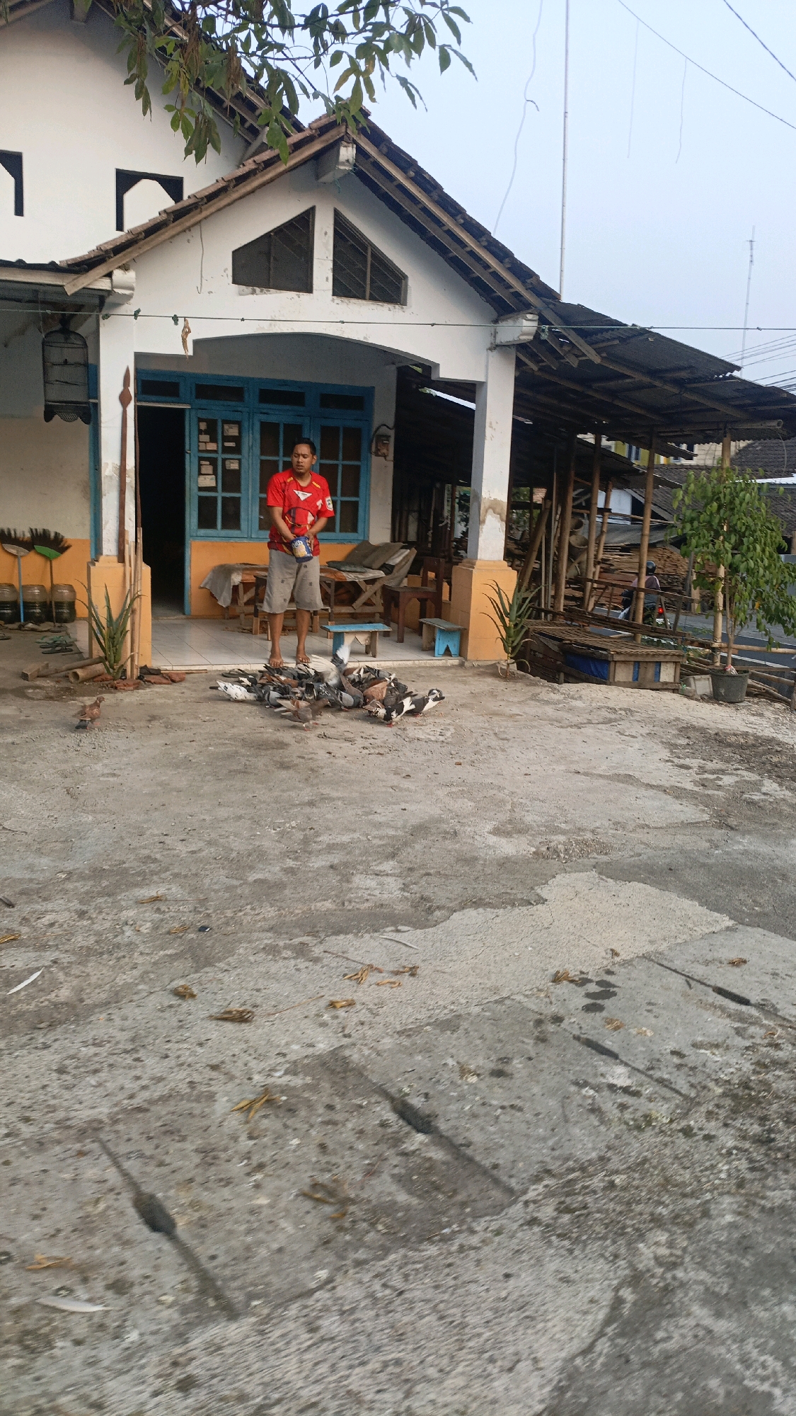 In Salatiga, Indonesia, a man stands on a paved area in front of a house, holding a container. He is wearing a red t-shirt and grey shorts. A flock of pigeons is gathered on the ground around his feet, some of them appearing to be feeding from the container. The house has a white facade with blue window frames and an orange trim around the entrance. To the right of the house, there is a covered outdoor area with wooden structures and stacked materials. The ground is a mix of concrete and dirt, with scattered leaves and debris. The scene appears to be set in a residential area during daylight hours.