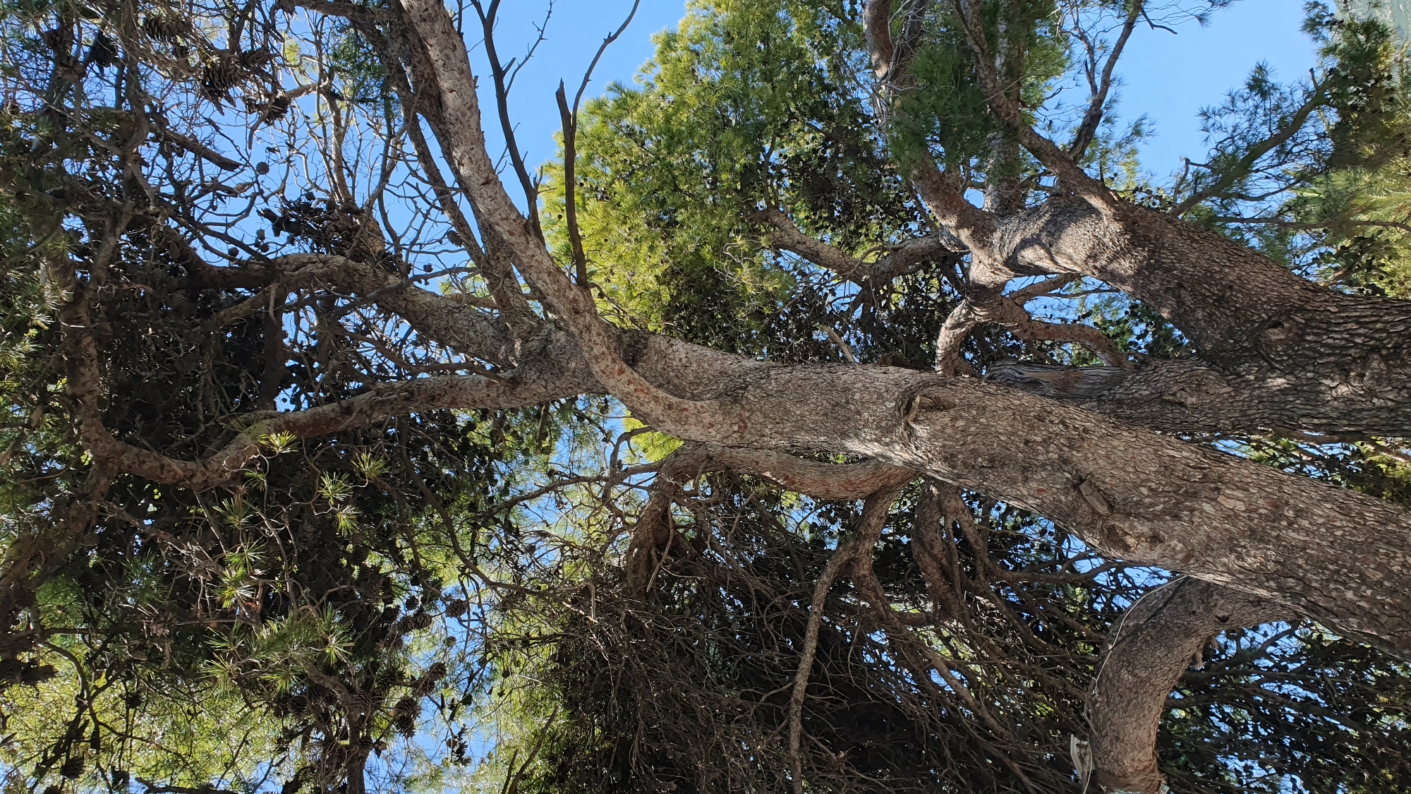 The image, taken from a low angle, shows a pine tree with thick branches stretching across the frame. Some of the branches are bare, while others are covered with green needles and brown pine cones. The bark of the tree is textured and rough. Patches of blue sky can be seen through the branches. The photo was likely taken in Bar, Montenegro.