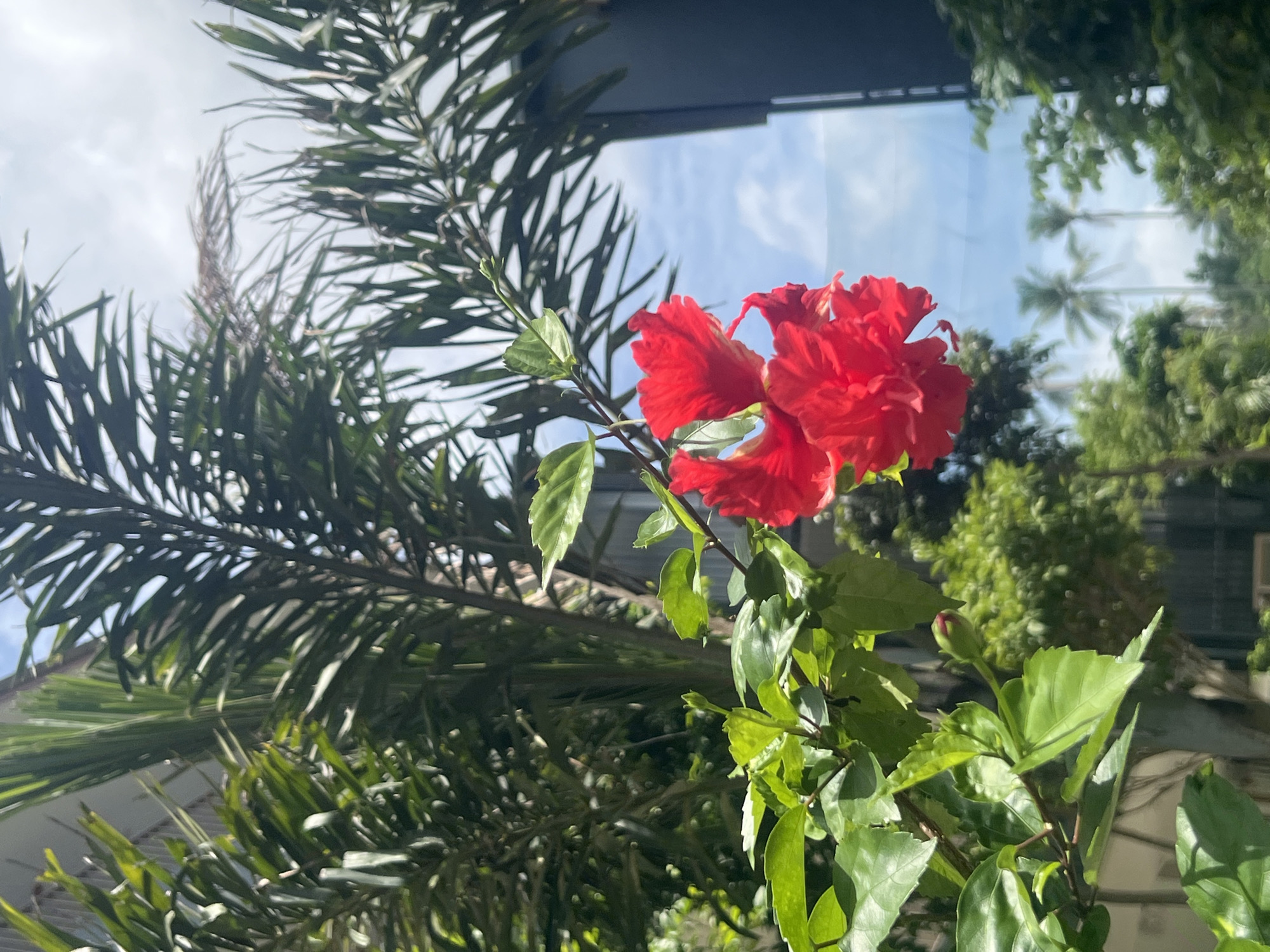 The image captures a close-up view of vibrant red hibiscus flowers in bloom, set against a backdrop of lush green foliage and a bright blue sky with scattered clouds. The flowers are detailed, with ruffled petals and a prominent stamen. In the background, palm fronds from a nearby palm tree are visible, with their sharp, elongated leaves creating a striking contrast with the soft petals of the hibiscus. Further in the distance, a modern building with dark, reflective windows can be seen, suggesting an urban or resort setting. The overall scene conveys a sense of tropical beauty and tranquility, characteristic of a location like Koh Samui District, Thailand. The lighting suggests it is daytime, possibly late morning or early afternoon, with the sun casting bright highlights on the leaves and flowers. No people or animals are present in the frame.