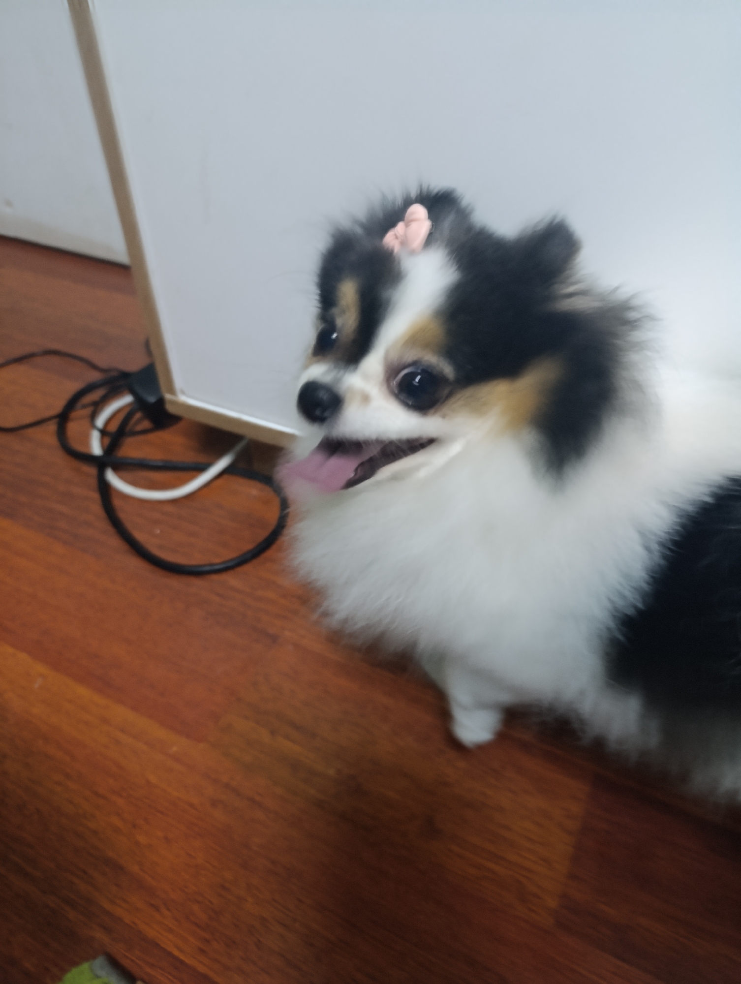 A medium-shot of a dog standing on a brown, wooden floor. The dog has white and black fur, a pink bow on its head, and its tongue is sticking out. A white cabinet is behind the dog. There are black and white cords next to the cabinet.