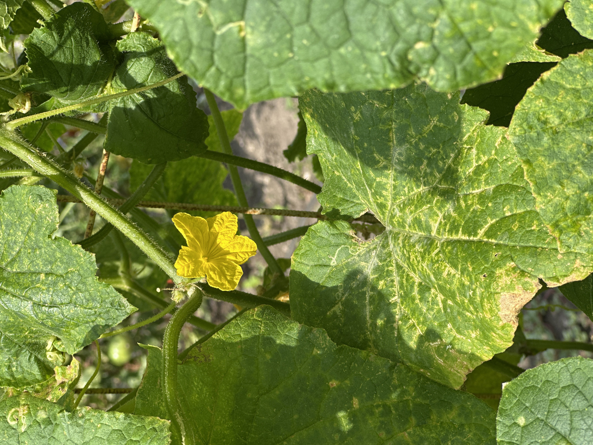 A close-up, outdoor shot focuses on a single bright yellow cucumber flower amidst lush green foliage. The flower, with its five delicate petals, is positioned slightly off-center to the left, its vibrant color contrasting with the surrounding leaves. Several large cucumber leaves, varying in their shade of green, dominate the frame. Some leaves show signs of age or distress, with patches of yellowing and browning along the edges and veins, indicating potential nutrient deficiency or disease. The texture of the leaves is rough and somewhat textured, with visible veins and a slightly fuzzy surface. The background is softly blurred, suggesting a shallow depth of field, and hints at more greenery and possibly the ground or soil beneath the plant. The overall lighting suggests it is daytime, with sunlight casting subtle shadows on the leaves. There are no people or animals visible in the image. The scene appears to be a section of a garden or a farm, possibly in Essentuki, Russia, given the context of the query, where cucumber cultivation is common.