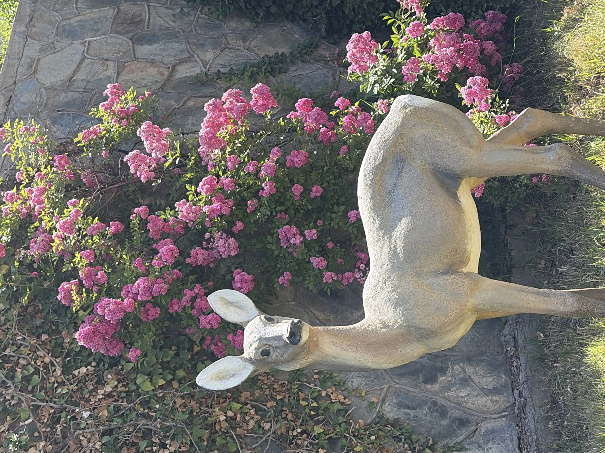 A life-sized, gray concrete statue of a deer stands in a garden setting. The deer faces the viewer's left, with its head turned slightly towards the front. Its large ears are pointed upwards, and its eyes are dark and beady. The statue is positioned in front of a wall made of rough-hewn gray stones and a dense cluster of vibrant pink flowers, possibly roses, that are blooming profusely. Some green ivy vines are also visible on the stone wall to the left of the deer. The ground in front of the statue is covered with green grass and some dry leaves. The lighting suggests it is daytime, with sunlight illuminating the scene.