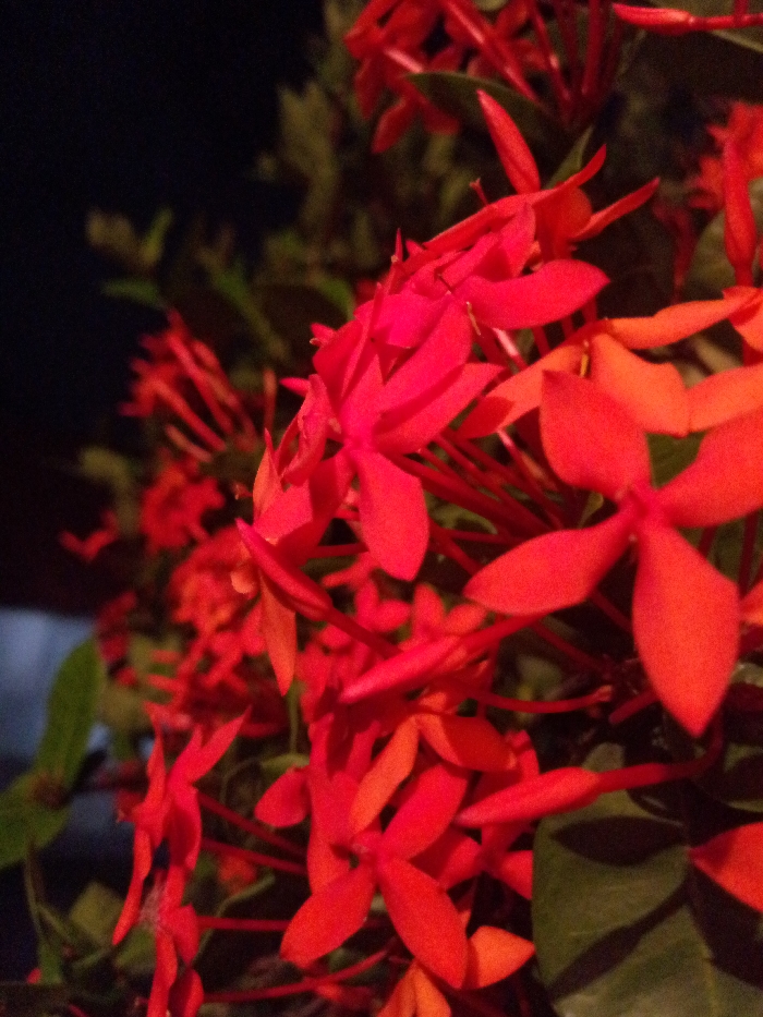 Vibrant red Ixora flowers bloom against a dark backdrop, highlighted by green foliage. Clusters of four-petaled blossoms are tightly packed, their color ranging from deep red to a fiery orange in certain areas. The image suggests an evening setting, with limited ambient light emphasizing the richness of the flower's color and the depth of the surrounding darkness.