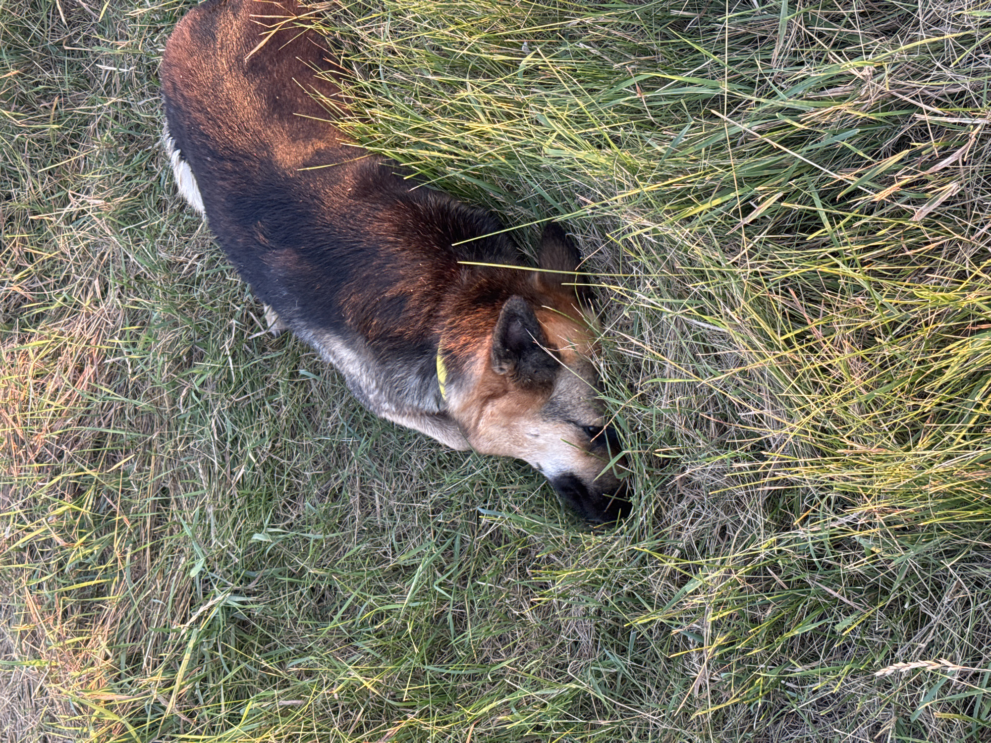 A German Shepherd dog is lying in tall, dry grass. The dog is predominantly black and tan with some white fur visible on its hindquarters and a yellow collar. Its head is lowered, seemingly sniffing the ground amongst the vegetation. The grass is a mix of green and dried stalks, suggesting a late summer or early autumn setting. Sunlight is casting long shadows and illuminating the grass, indicating it is either early morning or late afternoon. The scene appears to be outdoors in a rural or natural environment, consistent with the provided location context of Horodyshche, Ukraine. There are no people or visible text in the image. The dog's posture and the environment suggest a moment of rest or exploration in nature.