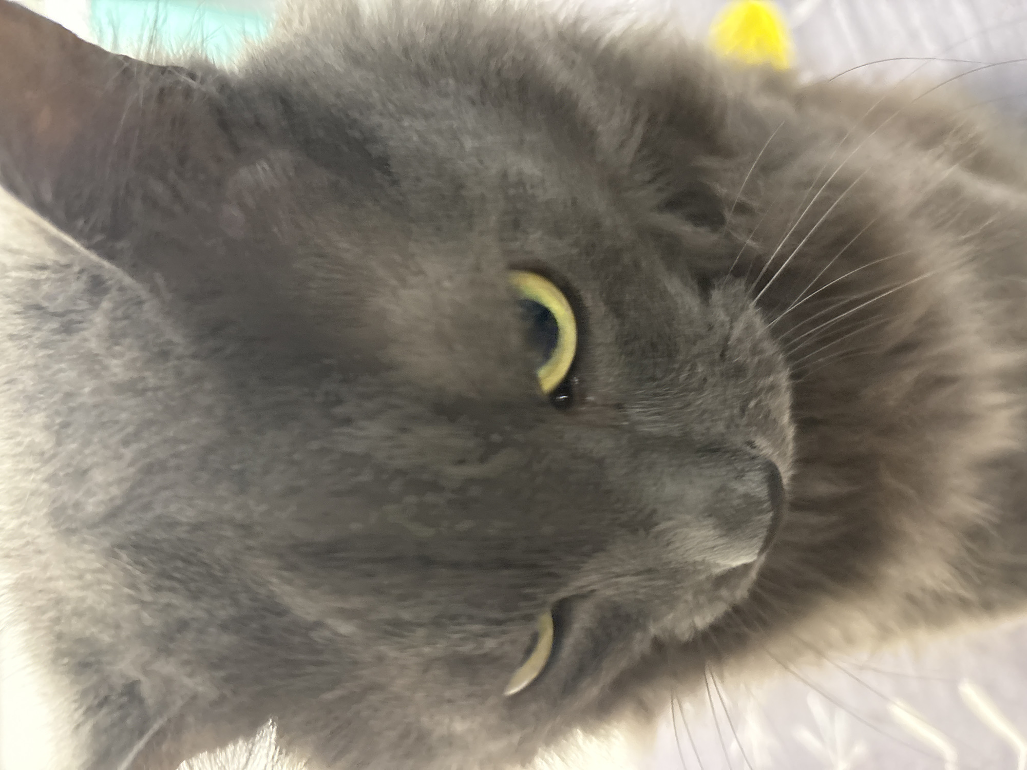 The image is a close-up, low-angle shot of a grey cat's face, looking down and to the left. The cat has yellow-green eyes and prominent whiskers. The fur is soft and slightly fluffy. The background is out of focus, with hints of white and possibly a yellow object to the right. There are no people or identifiable landmarks of Vladivostok, Russia present in the image. The scene is a domestic setting, likely indoors.