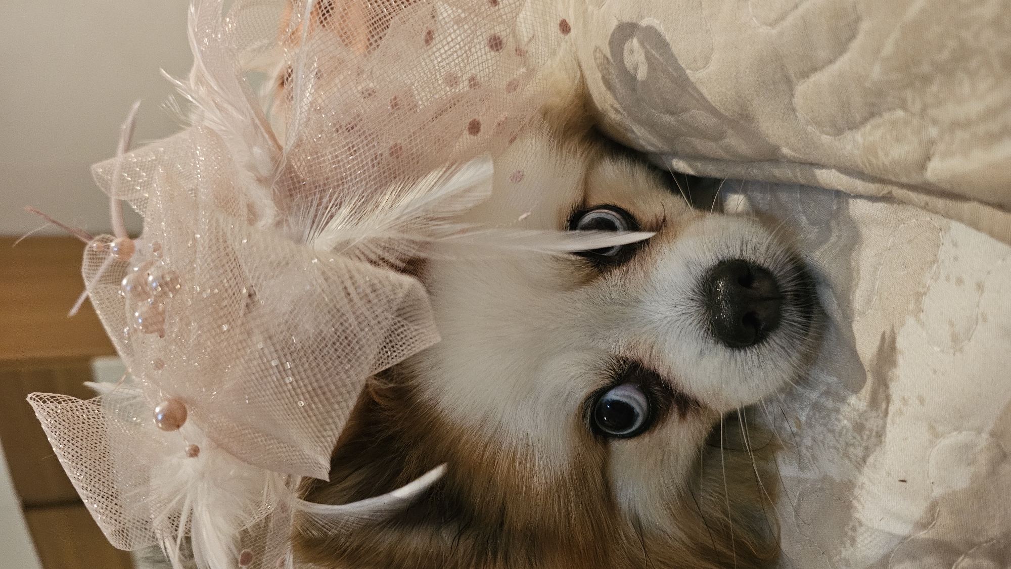 A close-up, eye-level shot features a small, fluffy dog wearing a decorative pink fascinator adorned with feathers and pearls. The dog's face is the primary focus, with its alert, wide blue eyes looking directly at the camera. Its nose is dark and wet, and its muzzle is white with some brown markings. The dog appears to be resting on a textured, light-colored surface. The fascinator is positioned on top of its head, partially obscuring its forehead and ears. The background is blurred, suggesting a shallow depth of field, and shows hints of a wooden surface and a light-colored wall. The lighting is soft and diffused, creating gentle shadows on the dog's face and the surrounding fabric. There is no indication of the location in Ko Samui District, Thailand.
