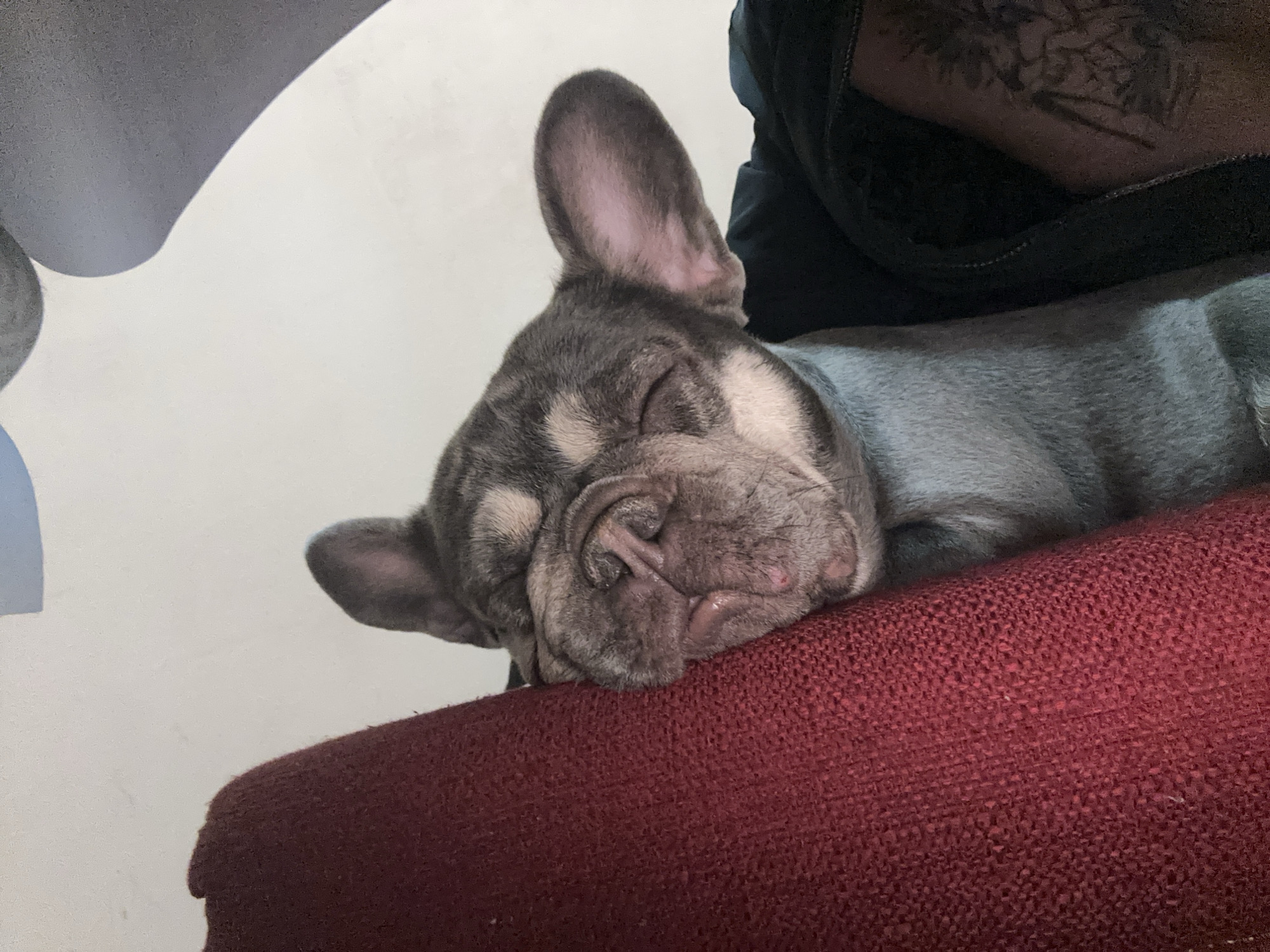 A close-up shows a gray and beige French Bulldog asleep, resting its head on a red woven surface, likely a couch or chair. The dog is positioned at an angle, with one ear prominently visible and the other partially obscured. Part of a person is visible behind the dog, wearing a black garment and showing a tattoo on the exposed skin. The background is a plain white wall with a gray object partially visible in the upper left corner.