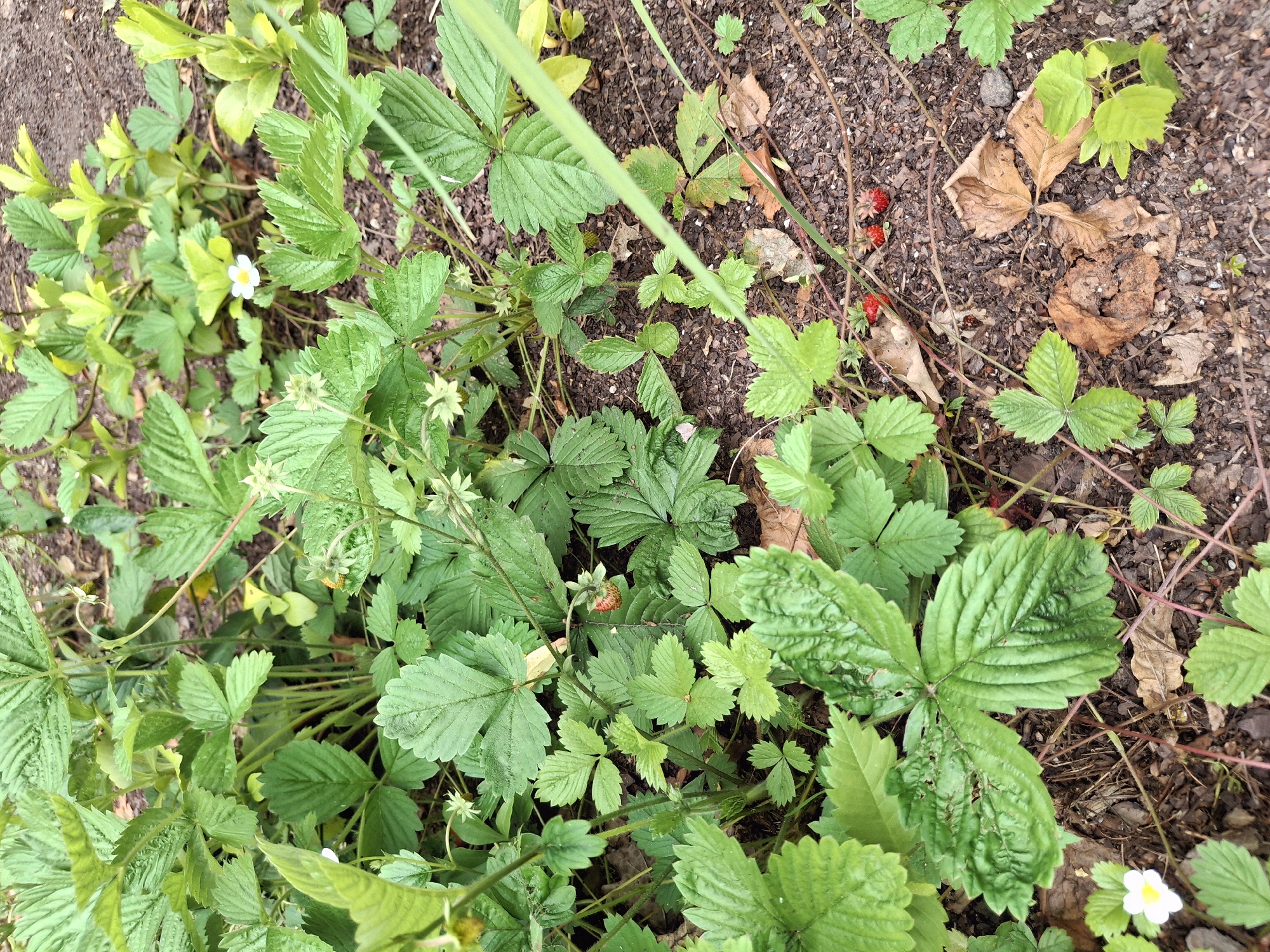 This image depicts a close-up, overhead view of wild strawberry plants growing in the soil. The plants are lush with green, serrated leaves, and some have small white flowers with yellow centers. There are also a few unripe and ripe red strawberries visible among the foliage. The ground is covered with dark soil, scattered with fallen leaves and twigs. The overall impression is of a natural, outdoor setting, likely a garden or a patch of woodland. The lighting suggests it could be daytime, with soft, diffused light, possibly indicating an overcast day or shaded area. There are no people or any visible text in the image. The scene appears peaceful and focused on the details of the plant life.