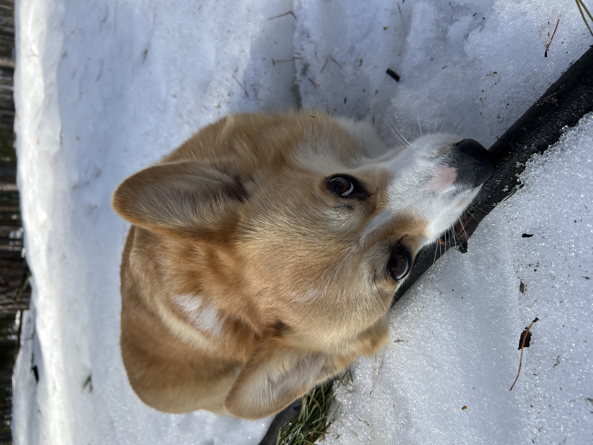 A tan and white corgi dog is lying in the snow with a black object, possibly a leash or stick, near its face. The dog is looking upwards towards the camera. The environment appears to be outdoors in a snowy area. No information to conclude the location is in the city of Chaykovsky, Russia, based on visual evidence.
