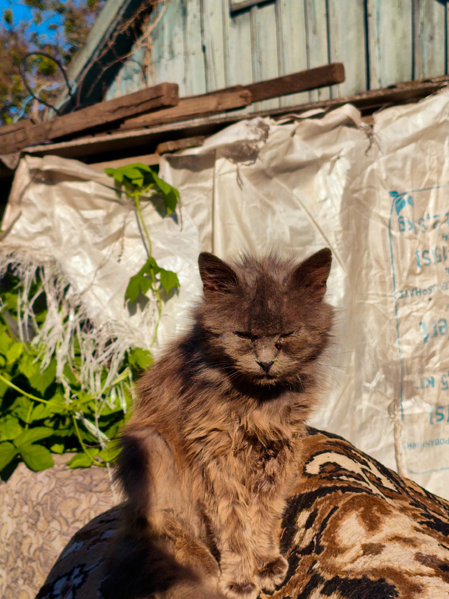 A small, scruffy, long-haired kitten with closed eyes sits on a patterned fabric. Behind the kitten is a backdrop of a worn white plastic sheet with blue lettering and symbols, indicating it might be a repurposed sack. Some green foliage is visible near the kitten and the plastic sheet. In the background, wooden planks are piled up against a weathered, pale blue wooden wall. The photo was taken in Ustyvytsia, Ukraine.
