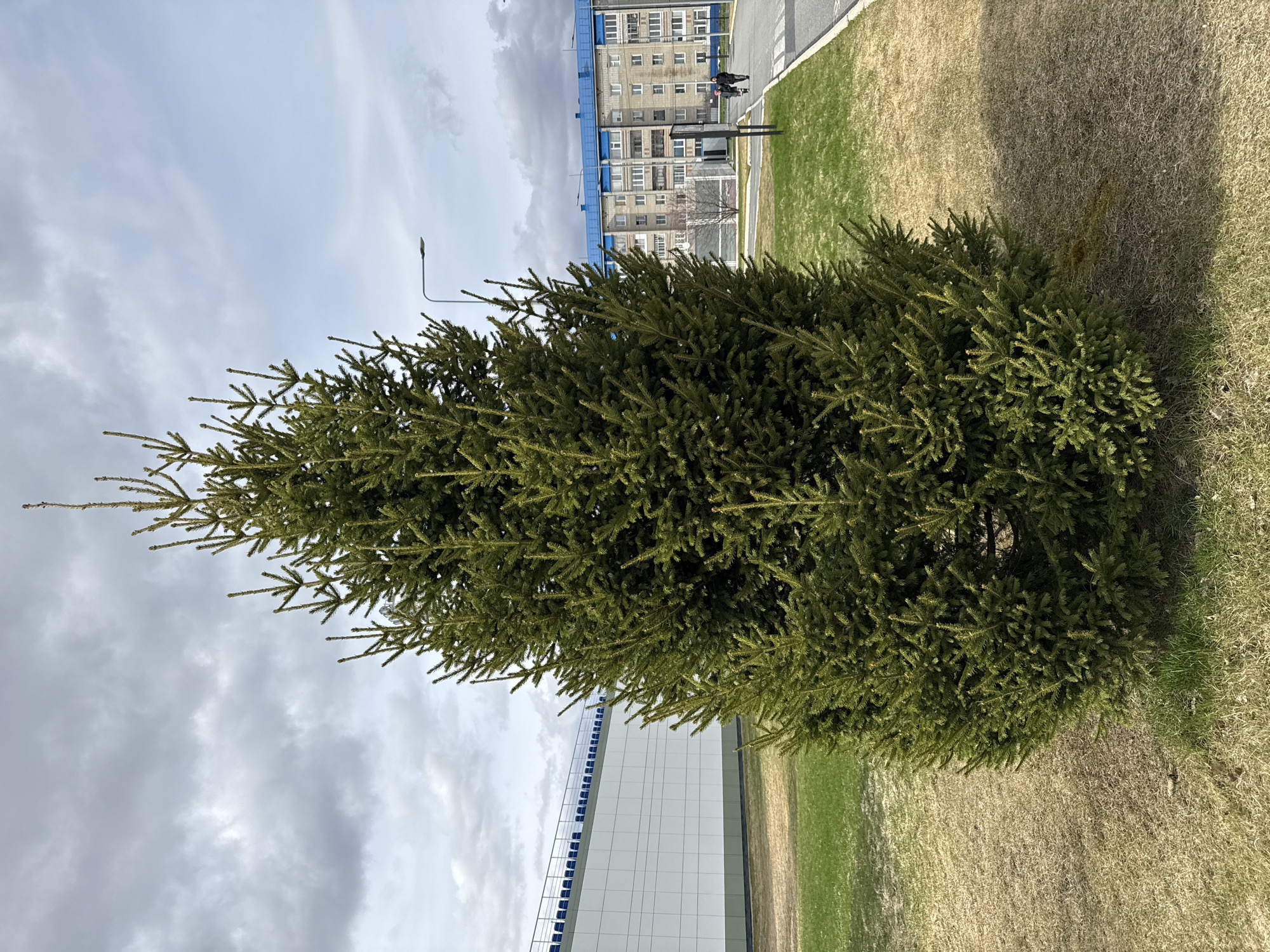 An outdoor shot shows a green, moderately-sized spruce tree dominating the foreground. The tree stands on a lawn with patches of both green and dry grass. Behind the tree, at the left of the frame, is a tall, light-colored building with blue accents and a grid-like pattern.
Further in the background, partially obscured, is an apartment building with multiple stories and windows. Two indistinct figures can be seen walking on a paved area near the apartment building. A streetlight is visible near the figures. The sky overhead is cloudy and gray. The scene suggests an urban park or green space located near residential and commercial areas. Based on the location provided, the shot shows a typical cityscape in Tobolsk, Russia.