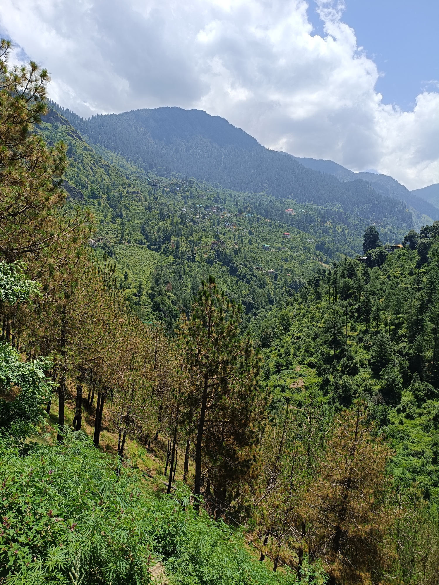 The image depicts a scenic view of a lush green mountainous landscape, likely in the city of Sharn, India, given the context of the prompt. The foreground features a dense growth of vibrant green bushes and scattered pine trees with brown needles, which are positioned on a sloped terrain. Behind these, the landscape opens up to reveal a vast expanse of rolling hills densely covered in trees, interspersed with small houses and buildings, indicating a human settlement within the natural environment. The hills recede into the distance, culminating in a majestic mountain range under a partly cloudy sky. The sunlight casts shadows, highlighting the texture and depth of the terrain and vegetation. There are no people or animals visible in the image.