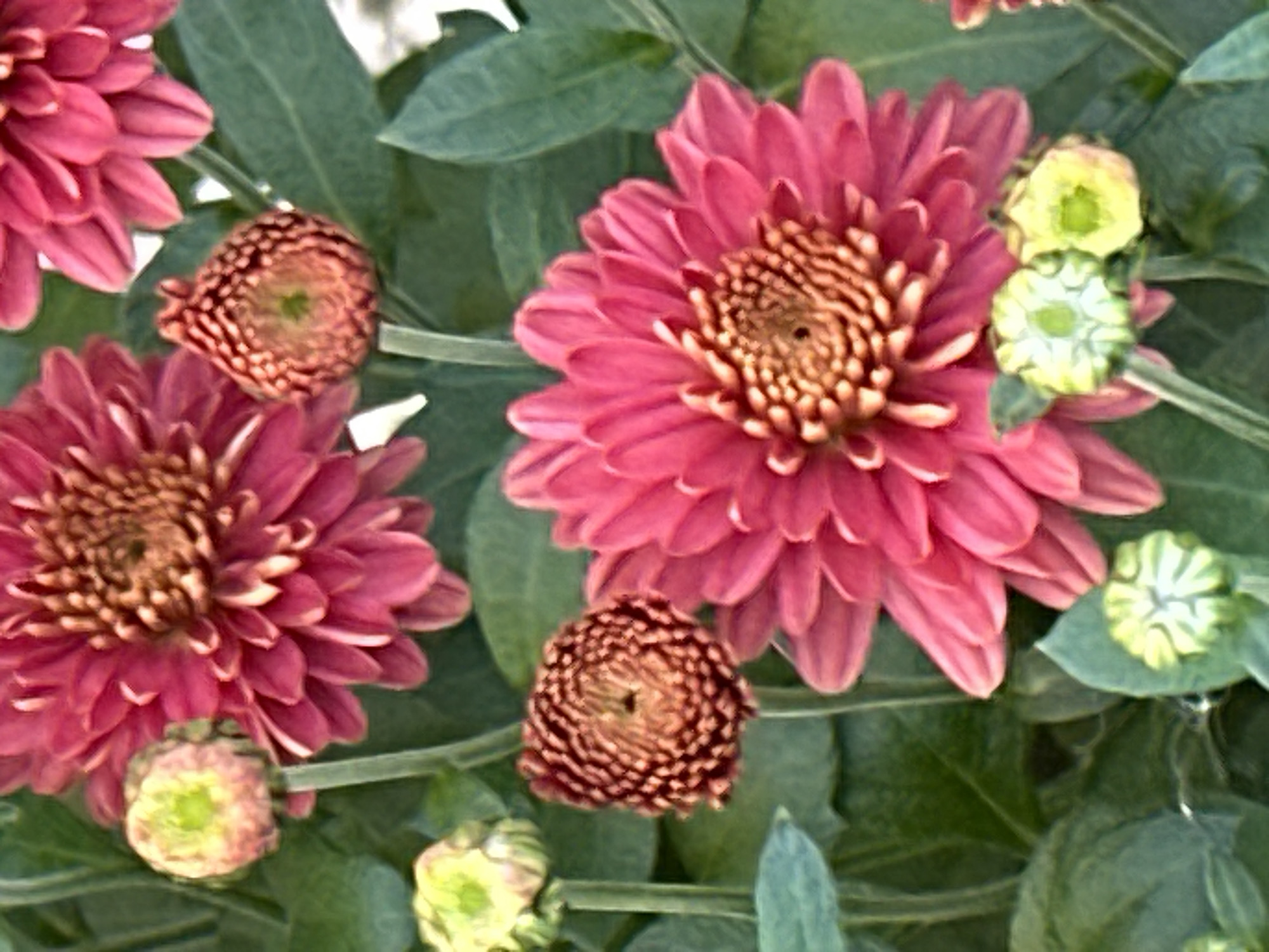 The image is a close-up photograph of several pink chrysanthemums, some in full bloom and others as buds, against a background of green leaves. The flowers exhibit intricate petal structures and prominent centers. The lighting suggests it might be outdoors during the day. There is no information provided that allows for the determination of the location in the city of Podolsk, Russia.