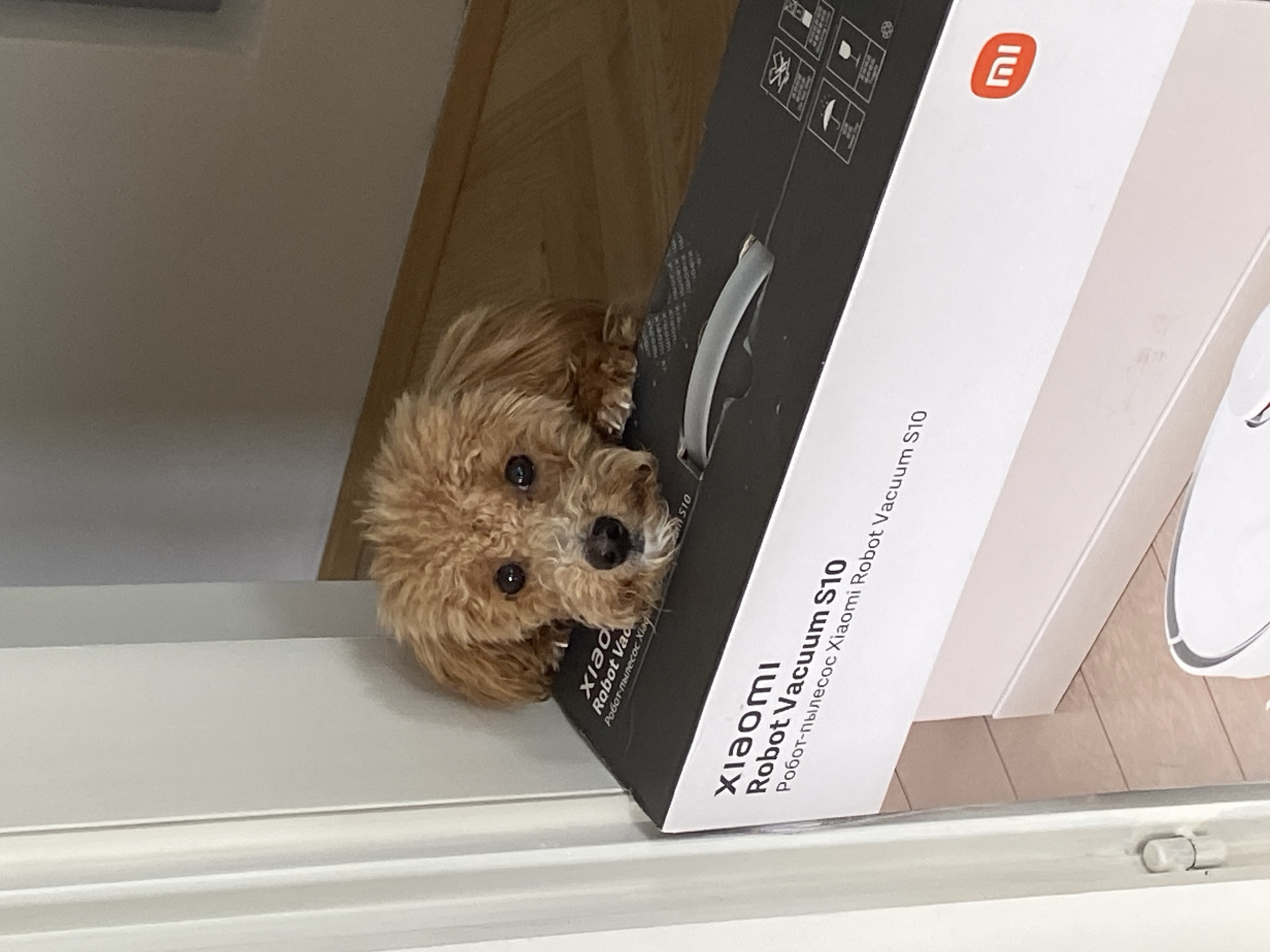 The image shows a fluffy brown dog, likely a poodle mix, peering from behind a white and gray box of a Xiaomi Robot Vacuum S10. The dog is positioned on the floor next to what appears to be a white wall. The box sits at an angle, partially obscuring the dog. The scene is indoors, in a space with light-colored wood flooring in the background. The location in the city of Novi Sad, Serbia cannot be determined from the image.