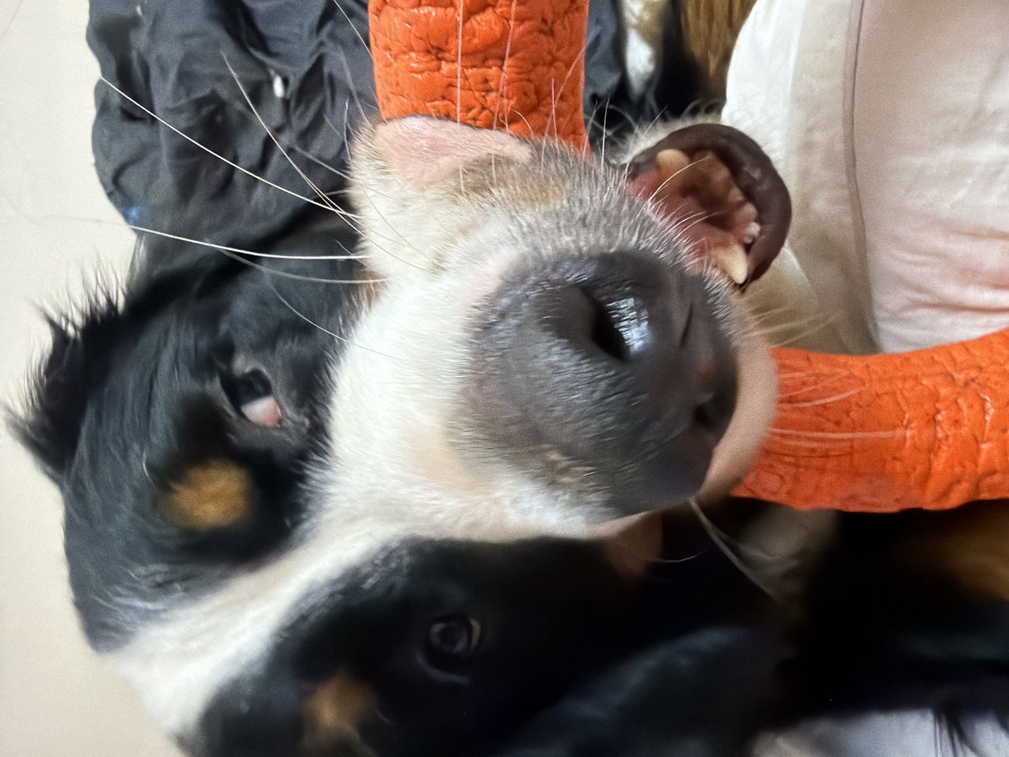 The image shows a close-up of a Bernese Mountain Dog chewing on an orange toy. The dog's face is the primary focus, with its snout, mouth, and one eye visible. The background is blurred, but appears to be indoors, possibly on a bed or couch given the white fabric. There are no discernible landmarks or elements that would indicate a specific location within the city of Chernaya, Russia.