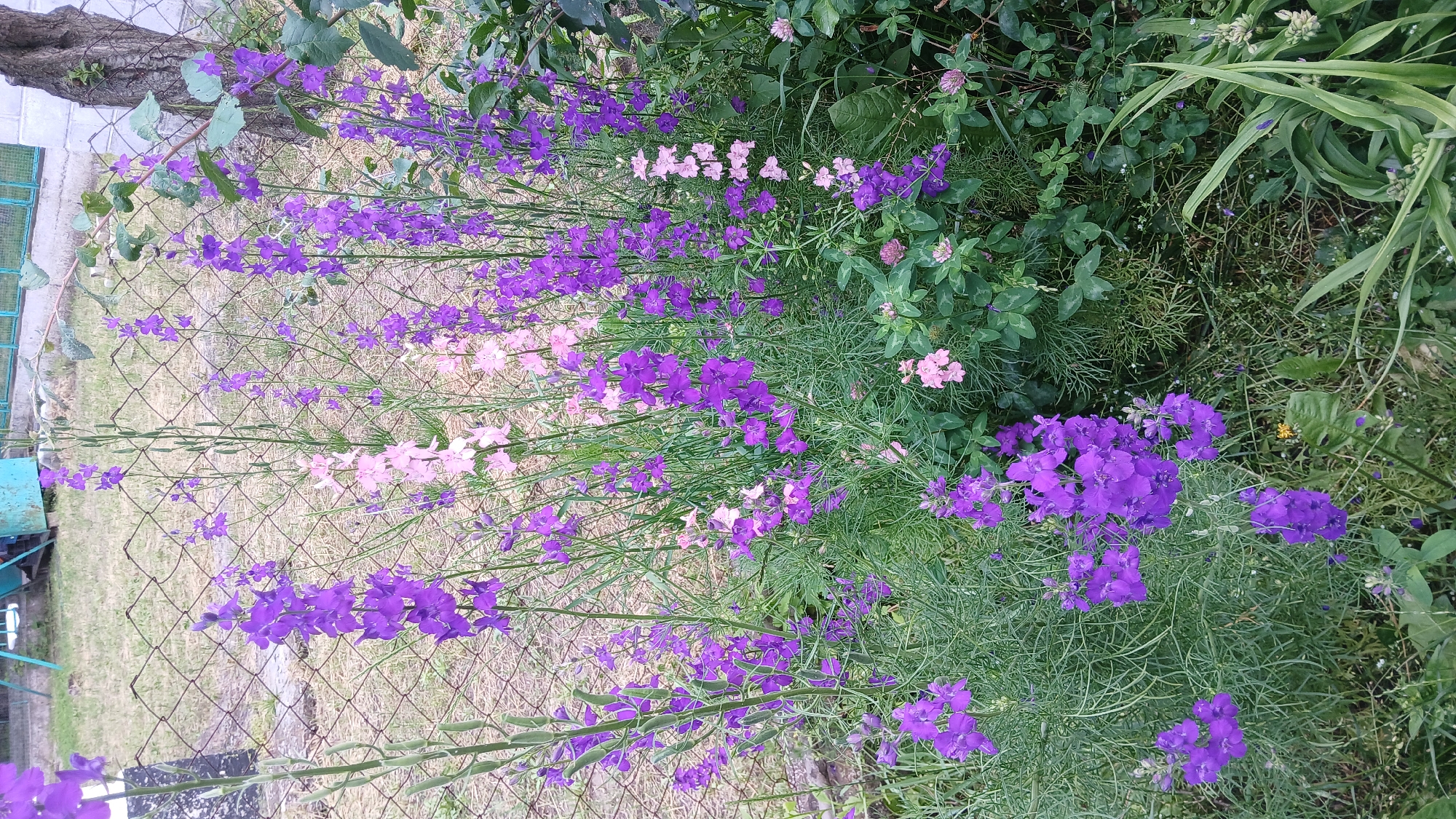 This is an eye-level, medium shot of a garden in Dnipro, Ukraine, featuring several tall spikes of purple delphinium flowers and some lighter pink delphinium flowers interspersed. The flowers are in full bloom, with many individual florets forming dense racemes. The delphiniums are growing in front of a diamond-patterned chain-link fence. Beyond the fence, there is dry grass and what appears to be part of a playground structure with blue and green metal components, and a concrete slab. To the right of the flowers, a portion of a tree trunk with rough bark is visible. The foreground is filled with lush green foliage, including smaller plants and clover. The overall impression is a vibrant garden scene on a bright day. There are no people visible in the image.