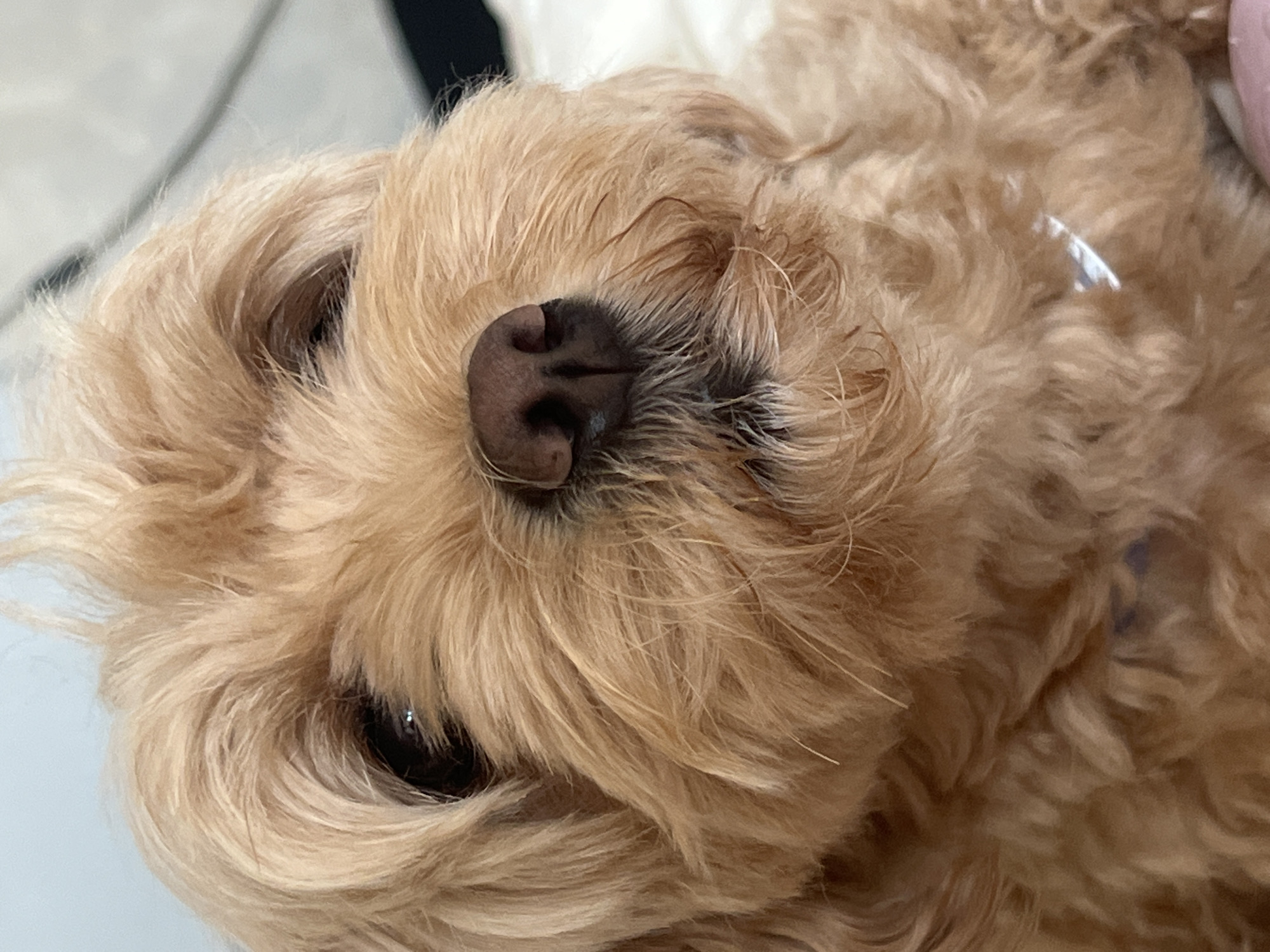 A close-up, head-on shot shows a tan-colored dog, likely a Cavapoo or similar breed, with fluffy fur and dark eyes. The dog's nose is dark brown, and its mouth is slightly open, revealing a hint of its tongue. The dog appears to be looking slightly upwards. The background is blurred, suggesting the photo was taken indoors, possibly on a bed or sofa, with a white blanket or pillow visible. The image's lighting is soft and natural. There is no indication of the city of Ladozhskoe Ozero, Russia, or any other specific location.