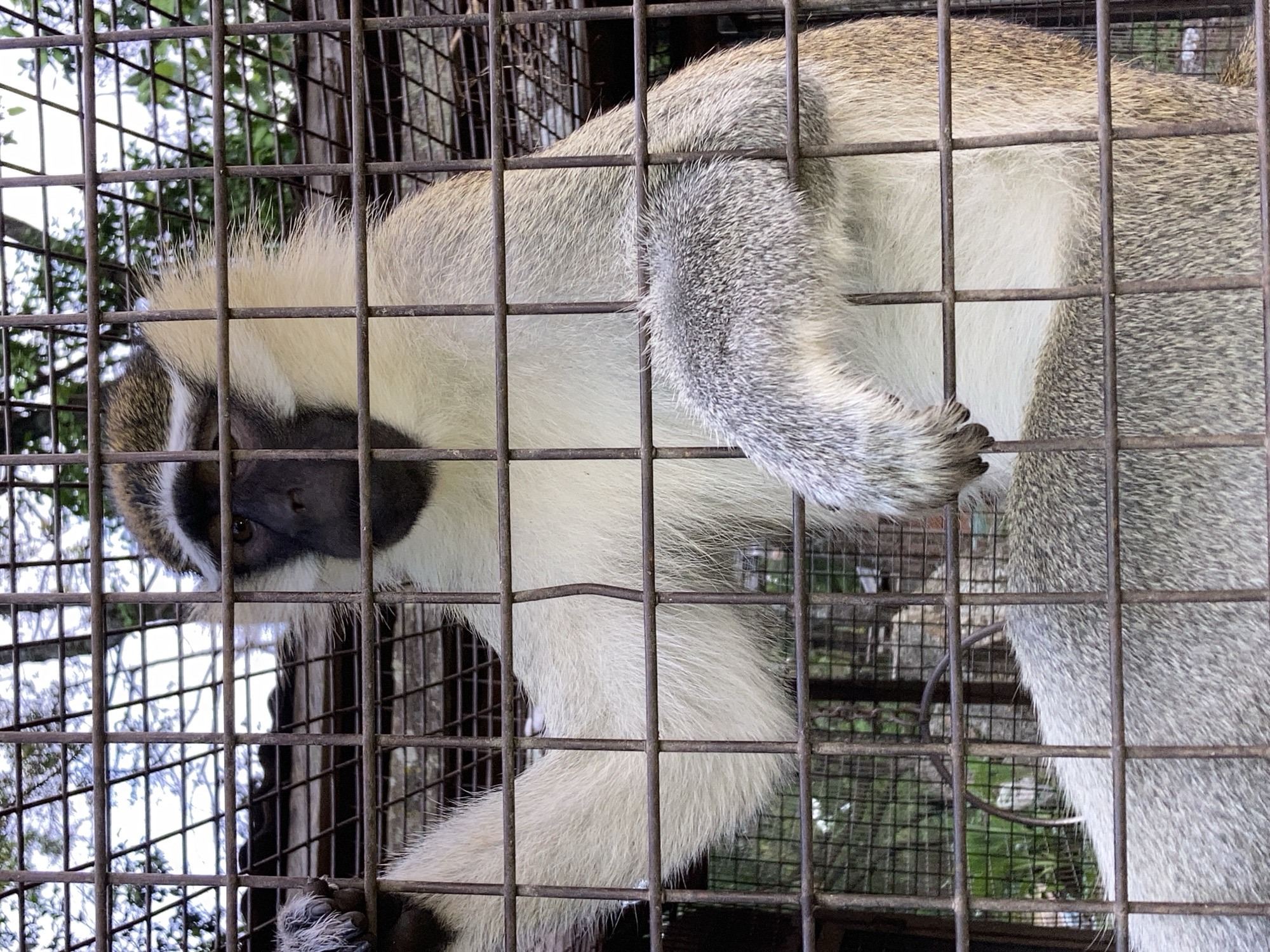 A vervet monkey is visible through the bars of a cage, suggesting it is in captivity. The monkey's face, with dark fur around its eyes and nose, is partially obscured by the cage. Its light-colored fur contrasts with its darker limbs and tail. The background shows trees and foliage, indicating an outdoor environment. The cage appears to be made of metal bars, and there is a glimpse of what might be a roof structure behind the monkey. The presence of a cage suggests a zoo, sanctuary, or similar facility. Without specific context, it is not possible to determine the exact location within Jos, Nigeria.