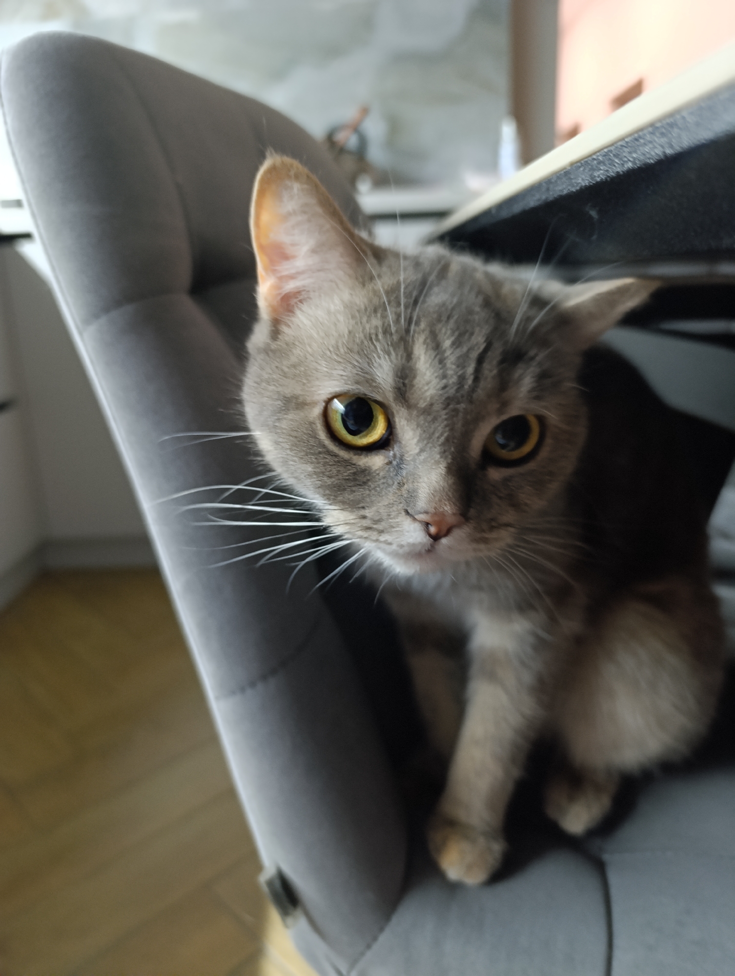 A gray tabby cat with yellow eyes sits on a gray upholstered chair. The cat is looking directly at the camera. Part of a desk is visible above the cat. The location is possibly a domestic interior in Chaikovsky, Russia, based on the prompt, but there is no definitive evidence in the image itself to confirm the city.