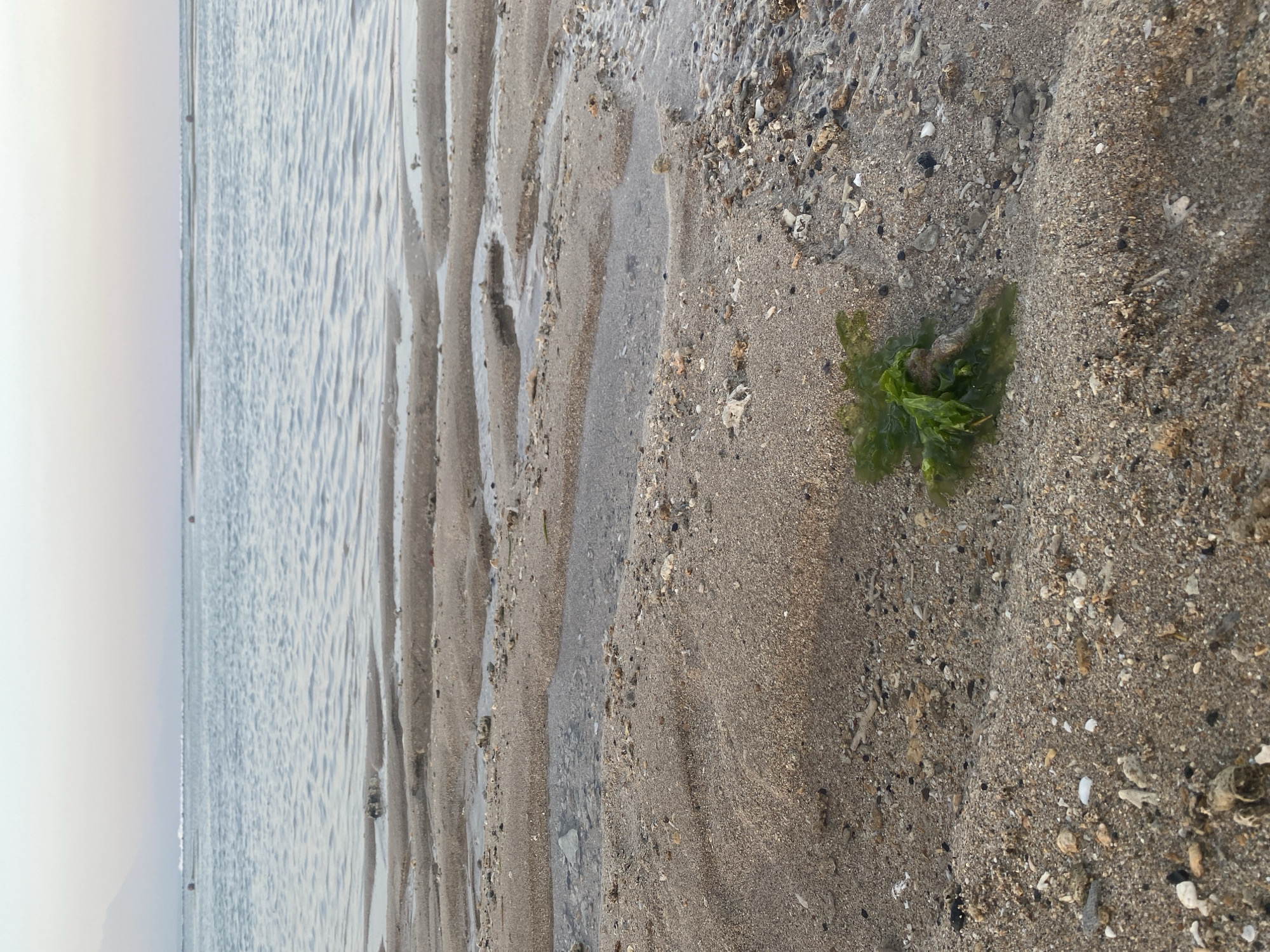 The image depicts a serene beach scene in Denpasar, Indonesia, with the gentle waves of the ocean receding to reveal wet sand and shallow pools. The sand is coarse, interspersed with small shells and pebbles, and shows the distinct patterns left by the receding tide. A small clump of bright green seaweed rests on the sand in the foreground. In the background, the ocean stretches out, with the horizon marked by a soft, hazy sky, suggesting either dawn or dusk. A faint outline of mountains can be seen in the far distance on the left. Two buoys are visible in the water, indicating a potential marine area or navigational markers. The overall impression is one of tranquility and natural beauty.
