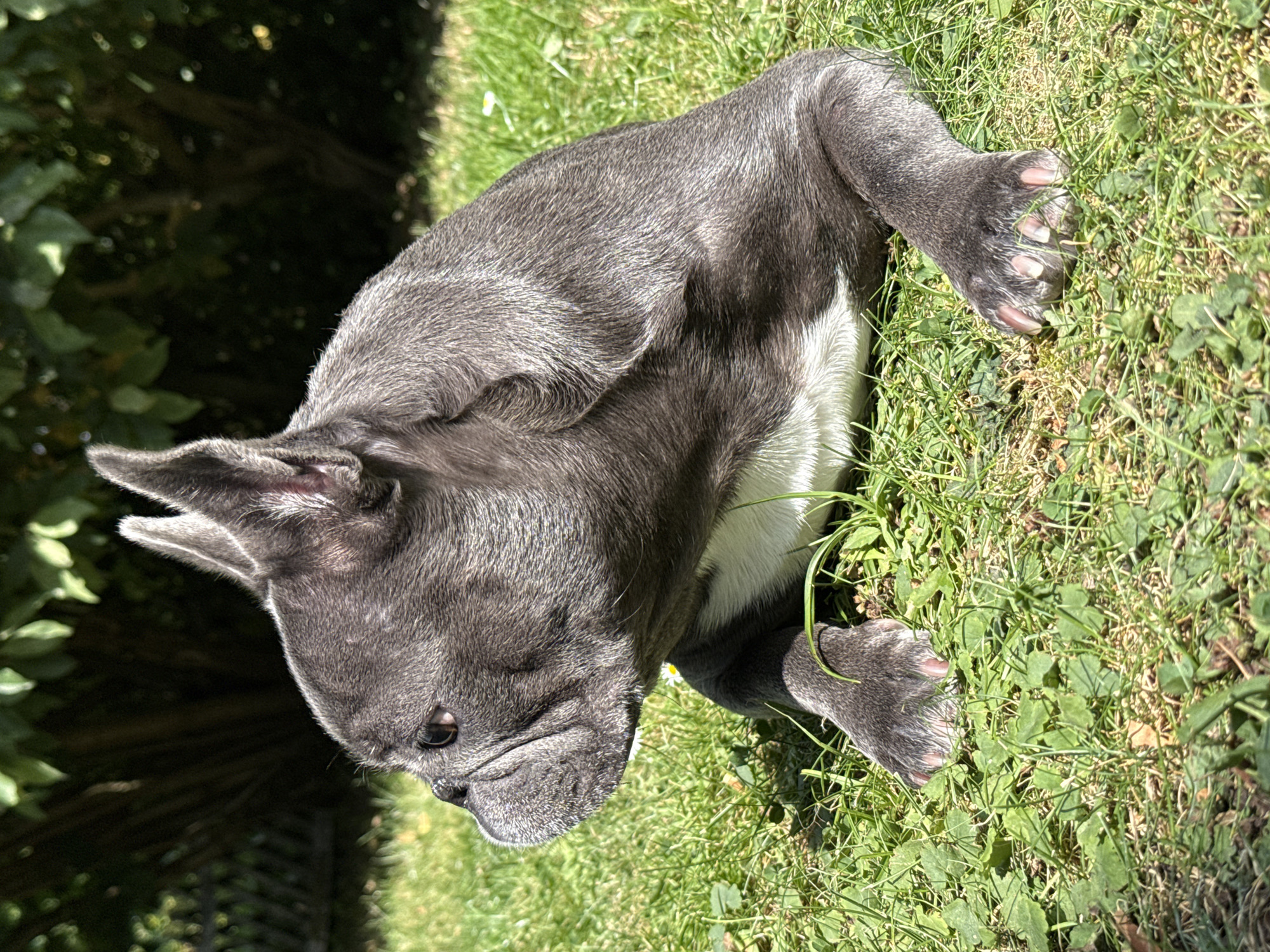A grey and white French Bulldog is lying on a sunlit grassy lawn, with its body angled towards the right. The dog has large, erect ears, a wrinkled face, and its mouth is closed. Its front paws are extended forward, with visible claws. The background consists of green foliage and trees, suggesting an outdoor setting, possibly a garden. The image does not provide any specific information about the city of Bad Sachsa, Germany.