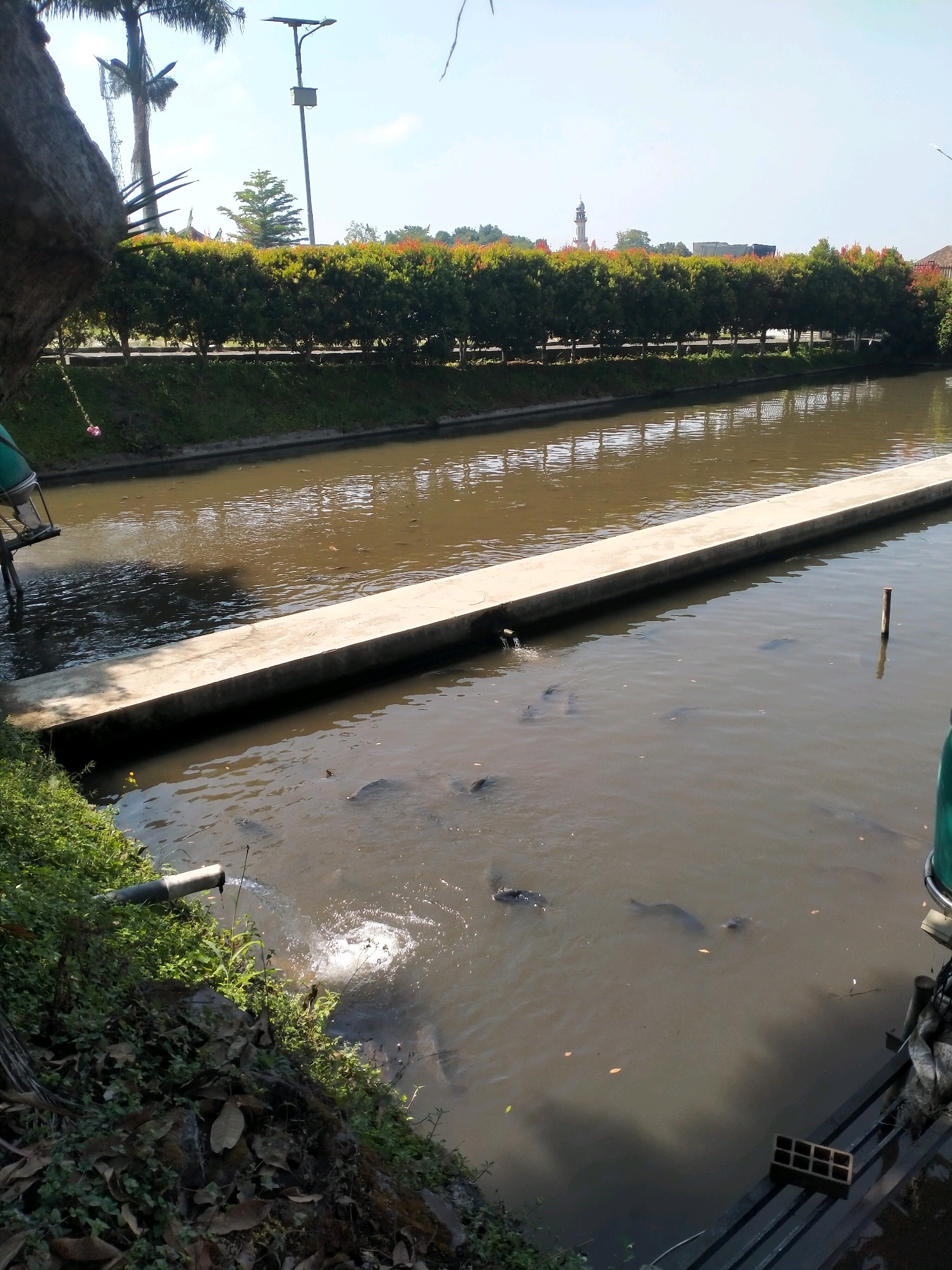 This image depicts a serene outdoor scene in Batu, Indonesia, featuring a canal or pond filled with murky brown water and several fish swimming just below the surface. A concrete walkway extends across the water, separating the closer, more densely populated area of fish from the further reaches. On the left bank of the canal, lush green grass and foliage are visible, with a pipe extending from the bank and discharging water into the canal, creating a ripple effect. In the background, a row of dense green trees with reddish-tipped leaves forms a natural barrier, beyond which a mosque minaret and a street light are faintly visible under a clear blue sky. The overall impression is of a tranquil, possibly agricultural or recreational setting in Batu.