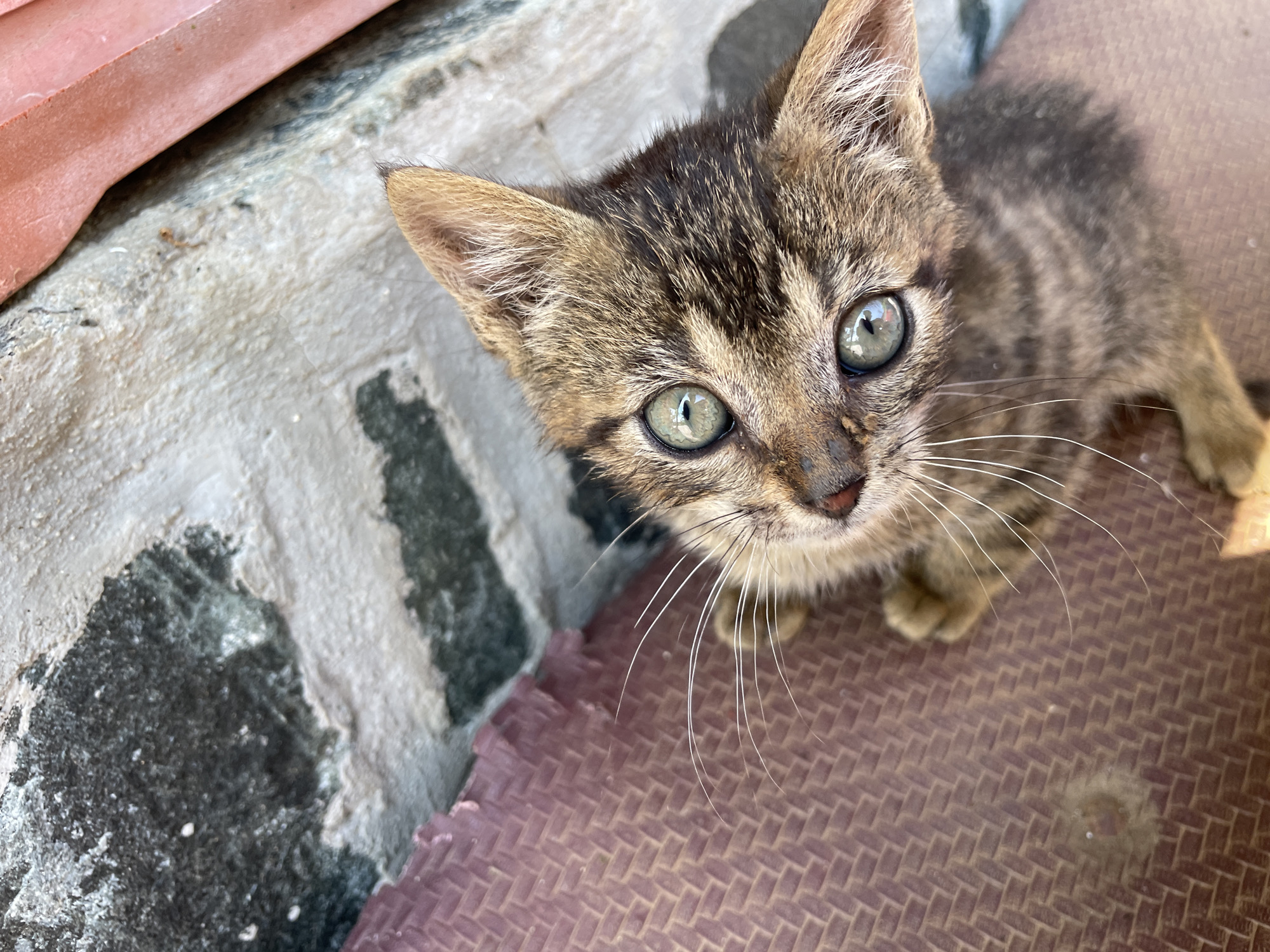 A small, adorable tabby kitten with striking green-blue eyes gazes directly upwards at the viewer from a low perspective. Its fur shows distinct brown and black stripes, typical of a tabby pattern, and its long white whiskers are clearly visible, fanning out from its nose. The kitten's head is slightly tilted, conveying a sense of curiosity or alertness.
The kitten is situated on a dark reddish-brown textured mat, possibly woven, which occupies the lower right portion of the frame. To the left and behind the kitten, the ground transitions to a rough, light grey and white concrete or stone surface with darker, irregular patches that could be dirt or moss. A narrow strip of a reddish-orange, smooth object, possibly a tile or a piece of terracotta, is visible in the upper left corner of the image.
The scene is brightly lit by natural light, suggesting it is daytime and the weather is clear. The setting appears to be outdoors or in a semi-outdoor area, such as a patio or porch, consistent with the provided location context of Zlatograd, Bulgaria. There is no visible text in the image.