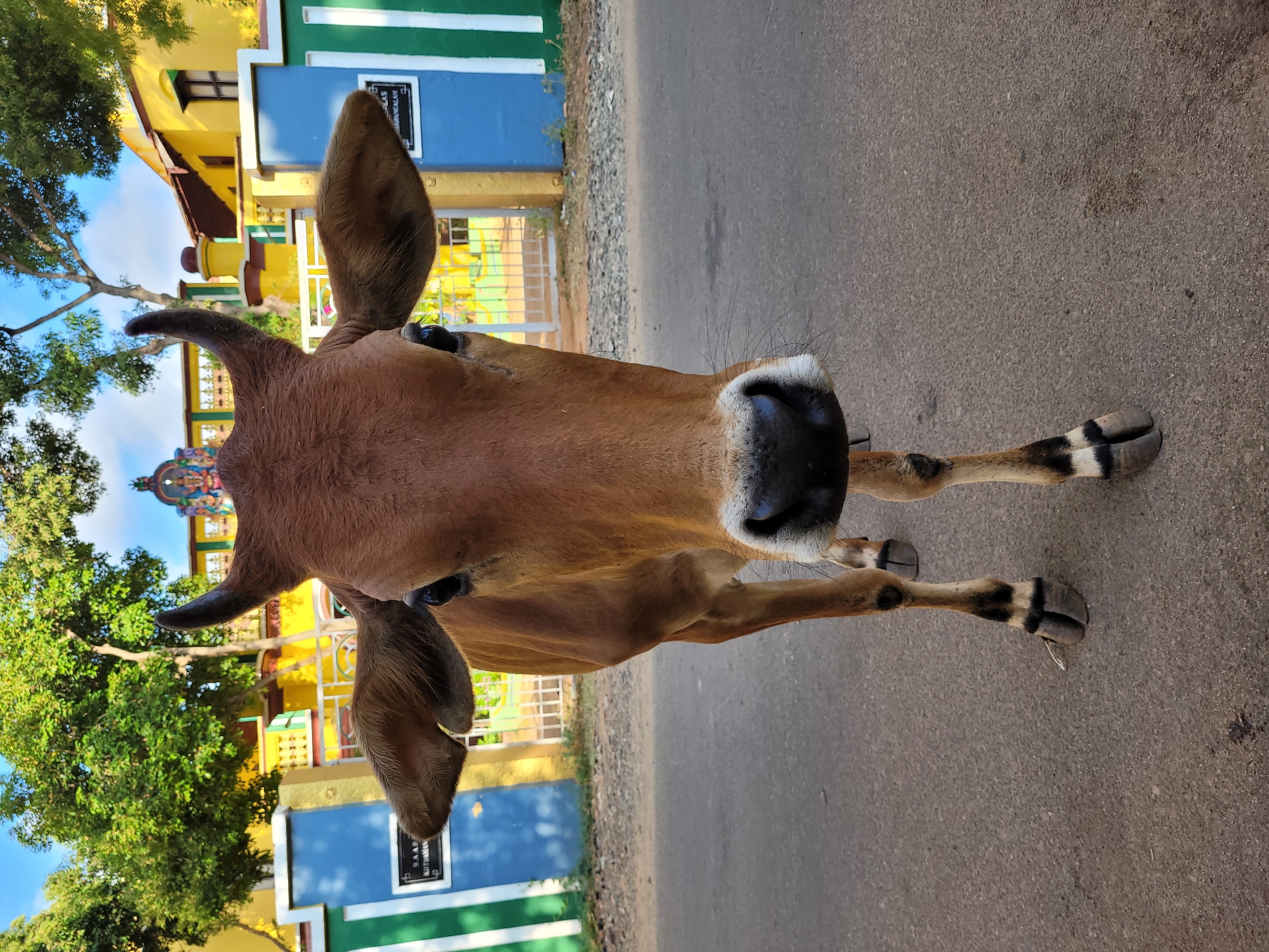 The image presents a close-up, head-on view of a brown cow standing on a paved road under bright daylight. The cow's face is prominent, featuring a dark snout with white patches around the nostrils and mouth, and short, dark horns. Its large, textured ears frame its head. The lower parts of its legs and cloven hooves exhibit distinct black and white markings. The cow appears to be looking directly at the viewer.
In the background, behind the cow and to the left of the road, there are several brightly colored buildings and dense green trees. A prominent yellow building with a tiled roof is visible, adjacent to a blue building with white and green trim. On the blue building, a white rectangular plaque with black text is affixed, which appears to read "SAAD KUTHUMALAM". Further back and slightly to the left, a multi-colored, ornate structure, resembling the top of a temple (gopuram), adds to the vibrant backdrop. The sky above is a clear, bright blue with a few scattered white clouds, indicating sunny weather. The ground beneath the cow is a dark gray asphalt road. The overall scene suggests a vibrant, possibly semi-urban or rural setting, likely in a region where cows roam freely on streets.