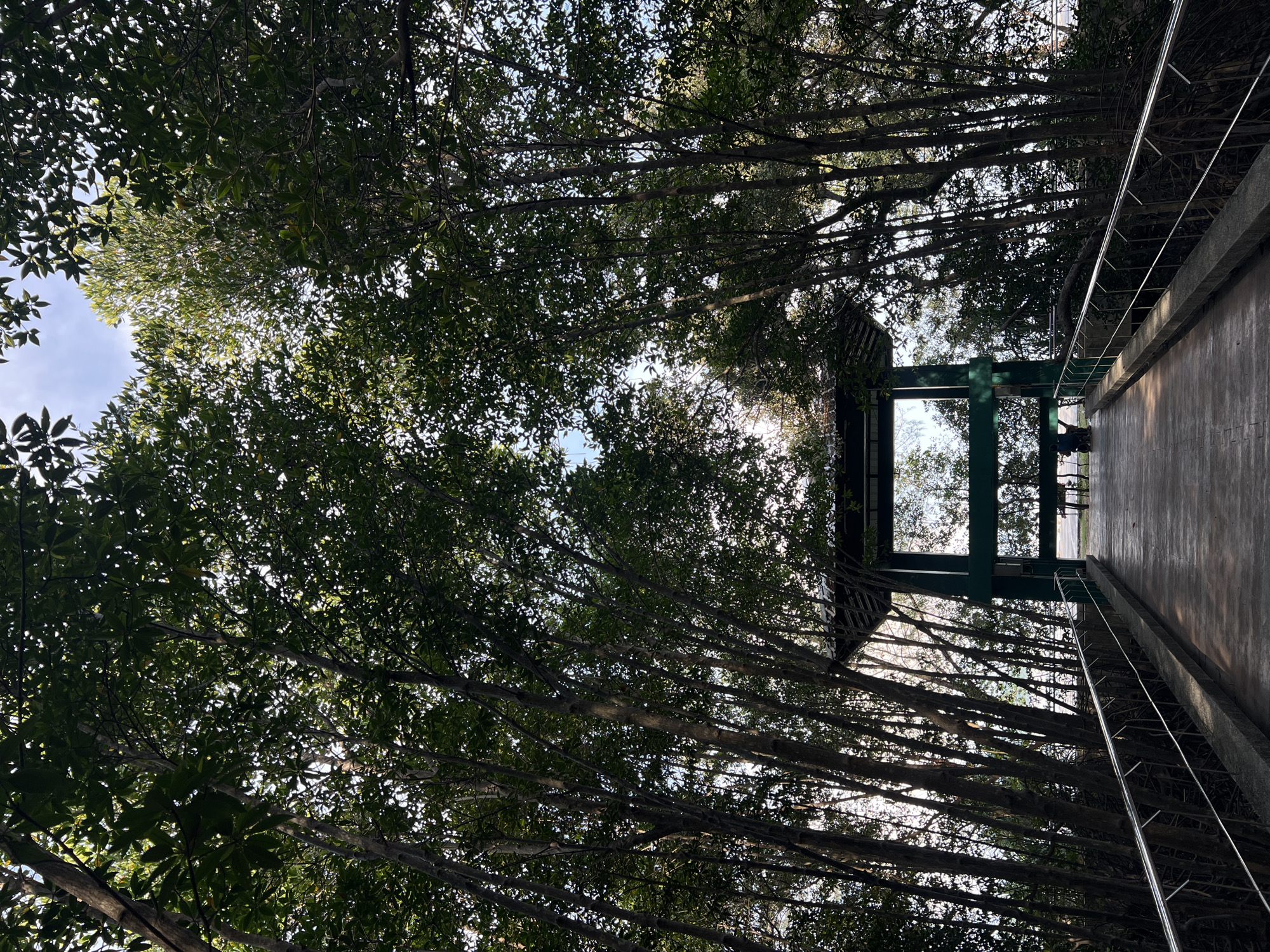 The image, captured in Phuket City Municipality, Thailand, shows a low-angle view looking upwards into a dense canopy of trees. The sky is visible in fragmented patches through the leaves and branches. A concrete walkway or bridge structure with green steel support beams is visible to the right of center, extending partially across the frame. Two figures are faintly discernible on the structure. The image's orientation is tilted.