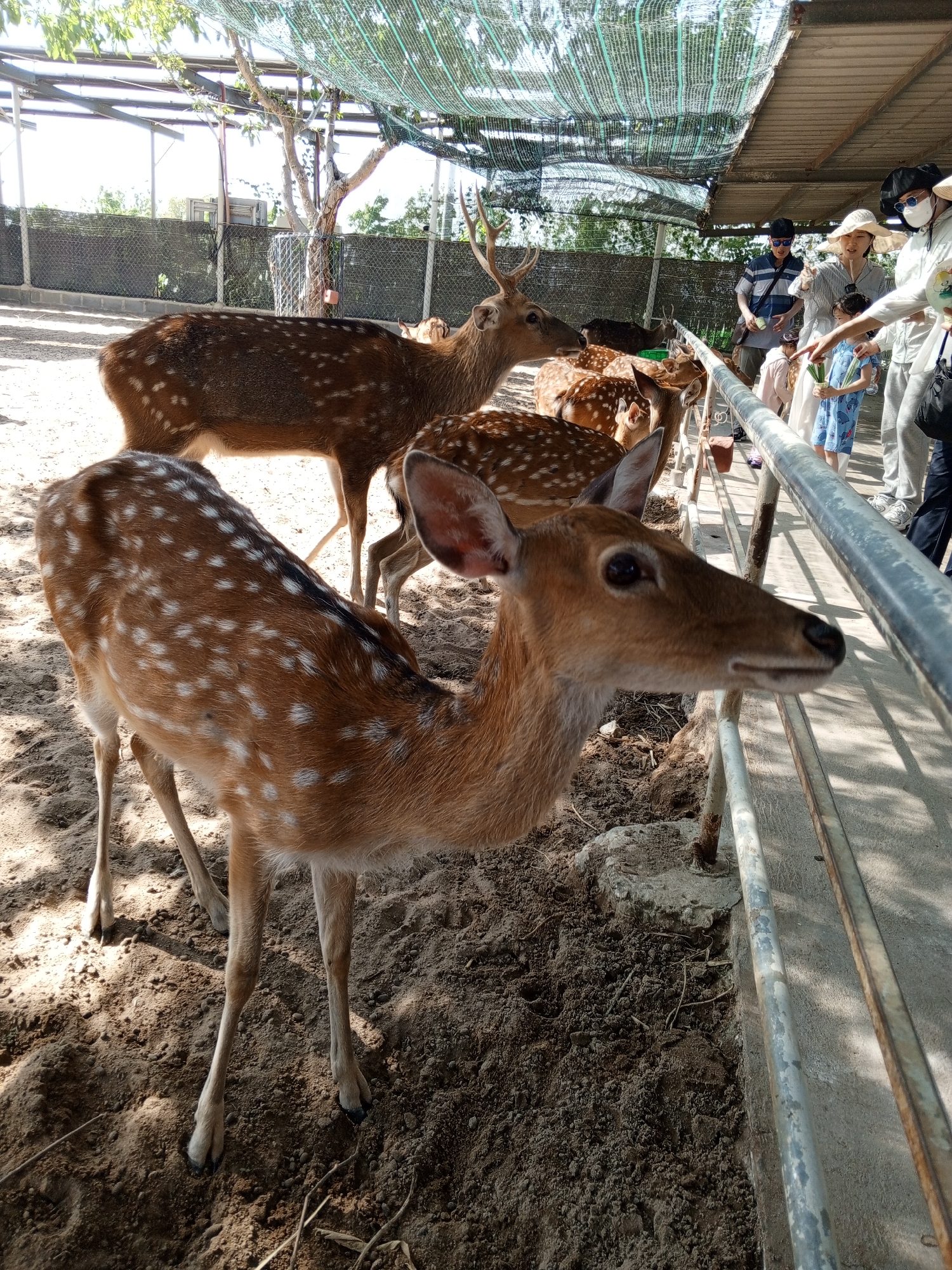 In Phước Hải, Vietnam, this image captures a scene at a deer farm or sanctuary. Several Sika deer, characterized by their brown coats with white spots, are present in an outdoor enclosure. One deer is prominently in the foreground, its head turned towards the viewer, showcasing its gentle features. Other deer are visible in the background, some with antlers. The enclosure appears to be partially covered by a green mesh netting. A group of people, including adults and children, are standing along a metal fence, interacting with the deer. Some are offering food, while others observe the animals. The ground is covered in sand and dirt, with dry vegetation scattered around. The overall atmosphere suggests a tourist attraction or a place where visitors can have close encounters with these animals.